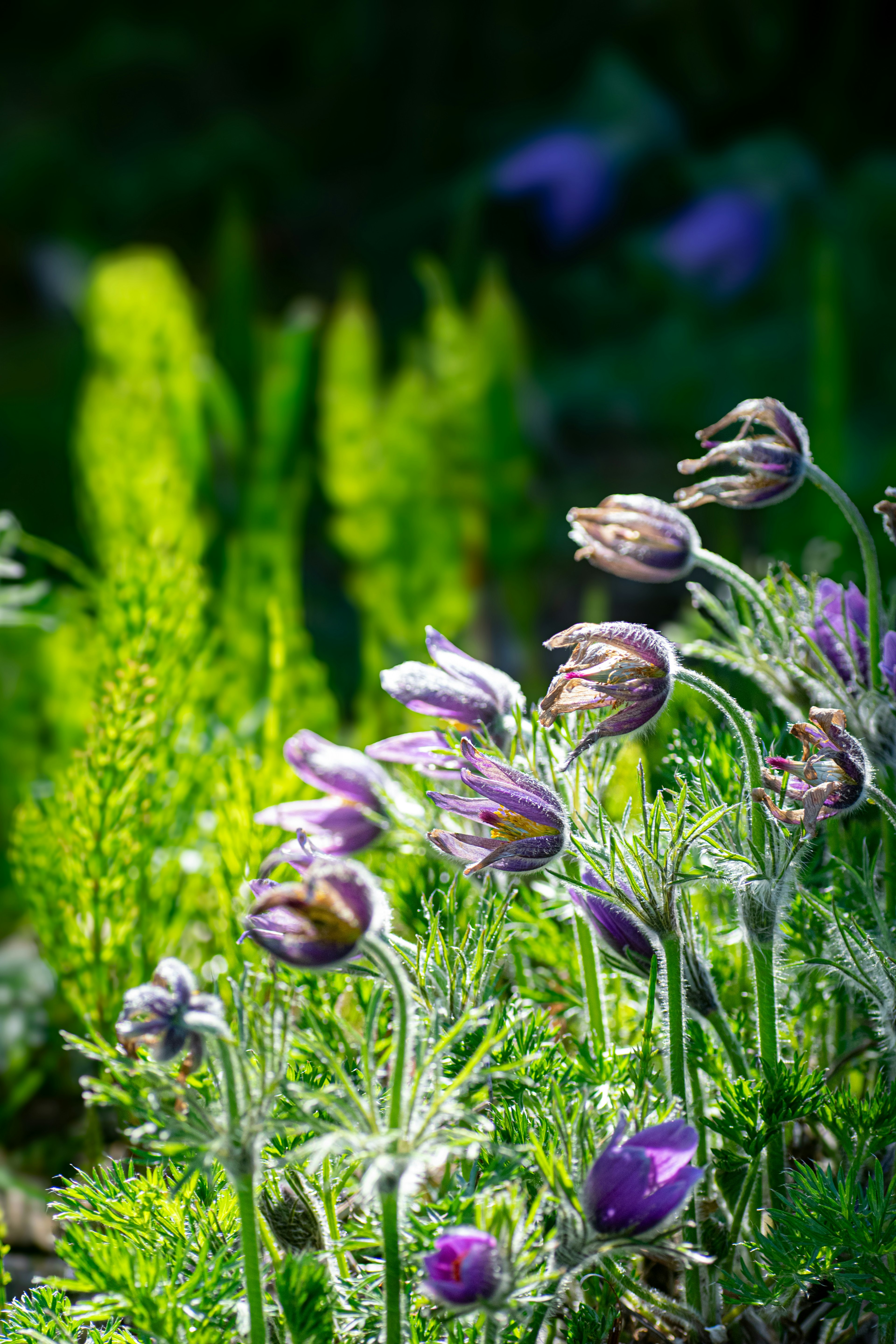 Una escena vibrante con flores moradas contra un fondo verde