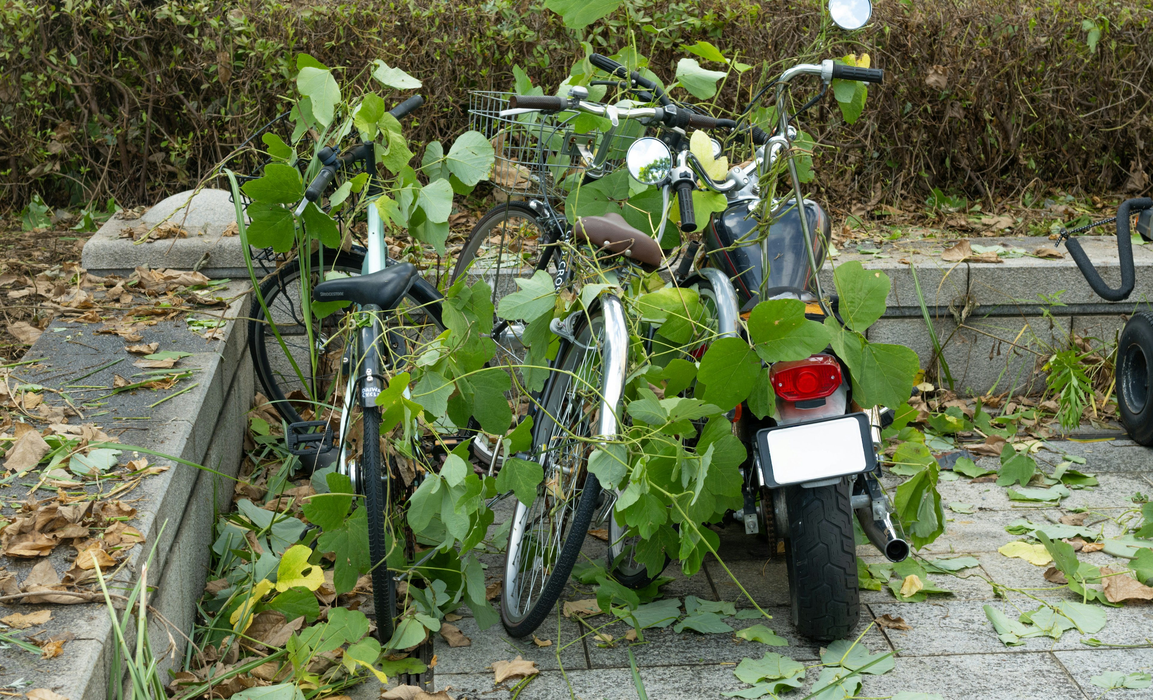 自転車とバイクが植物に覆われている風景