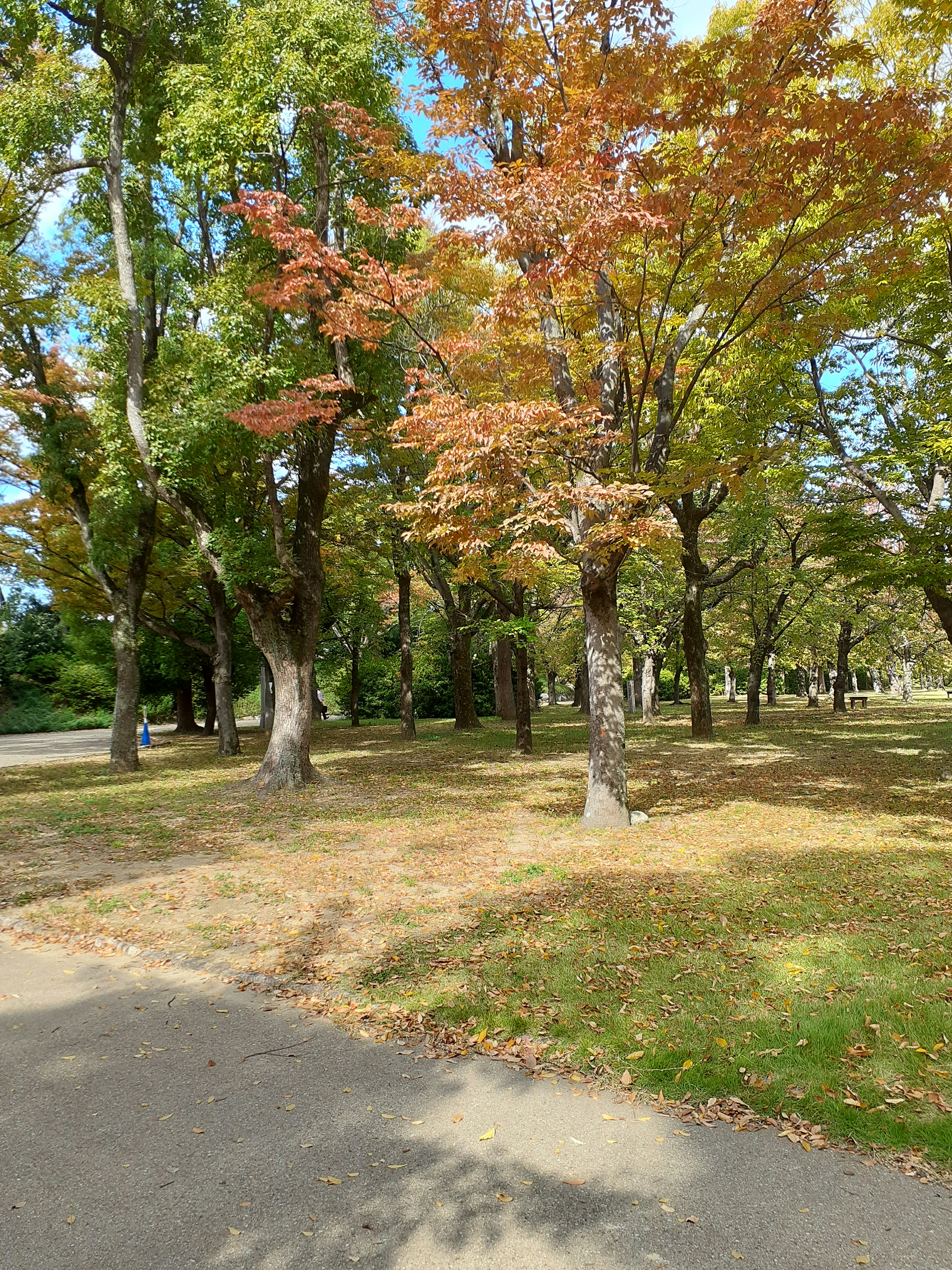 Paesaggio autunnale in un parco con alberi colorati e cielo blu