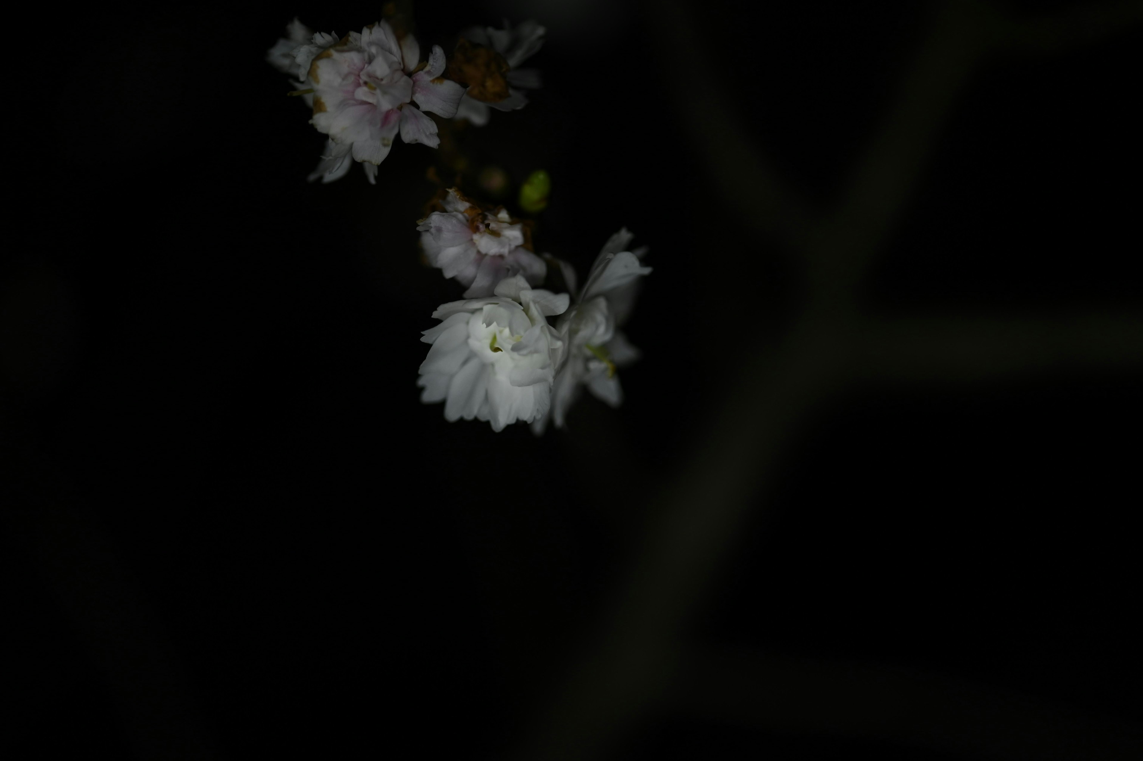 Gros plan de fleurs roses pâles sur fond sombre