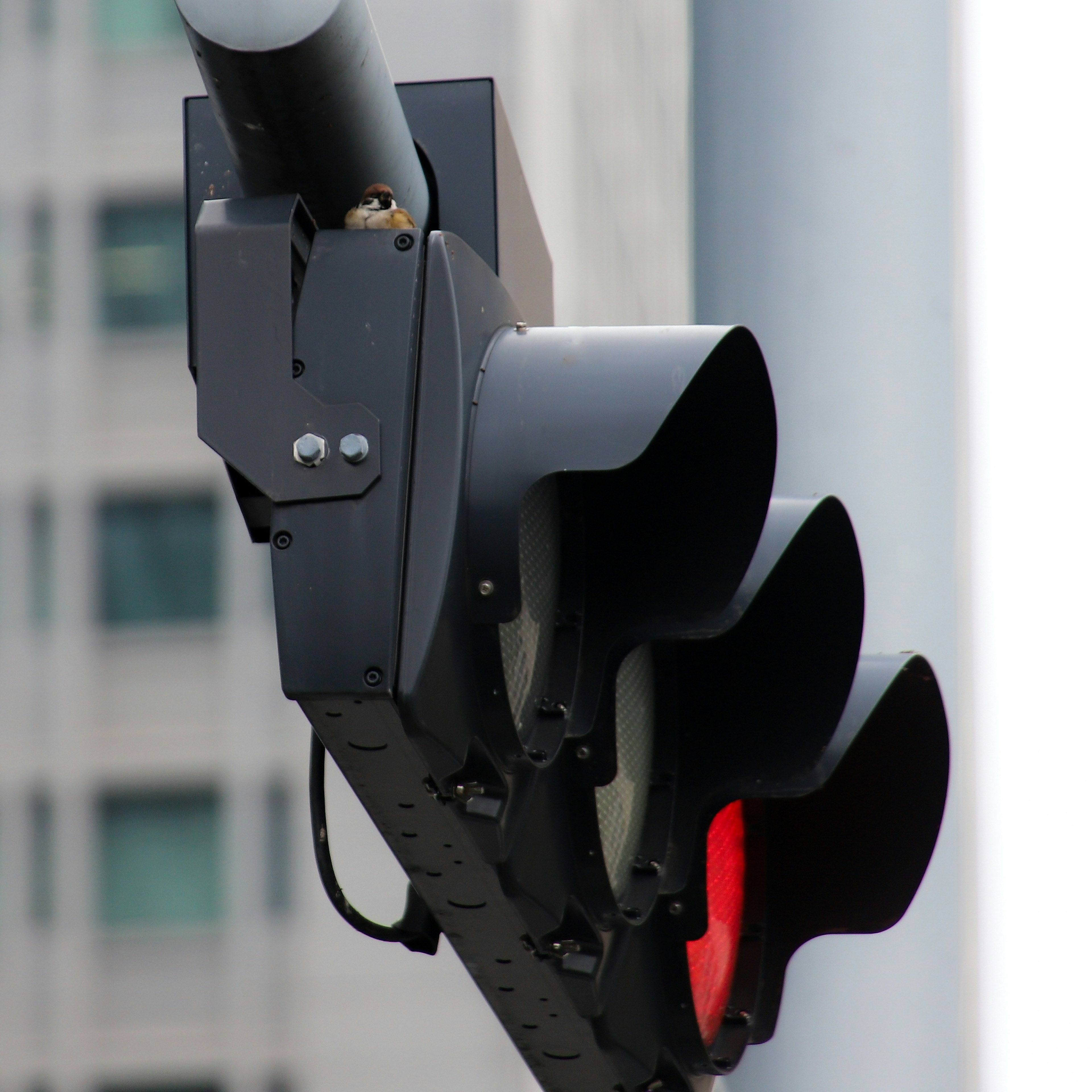 Close-up of a traffic light showing a red signal