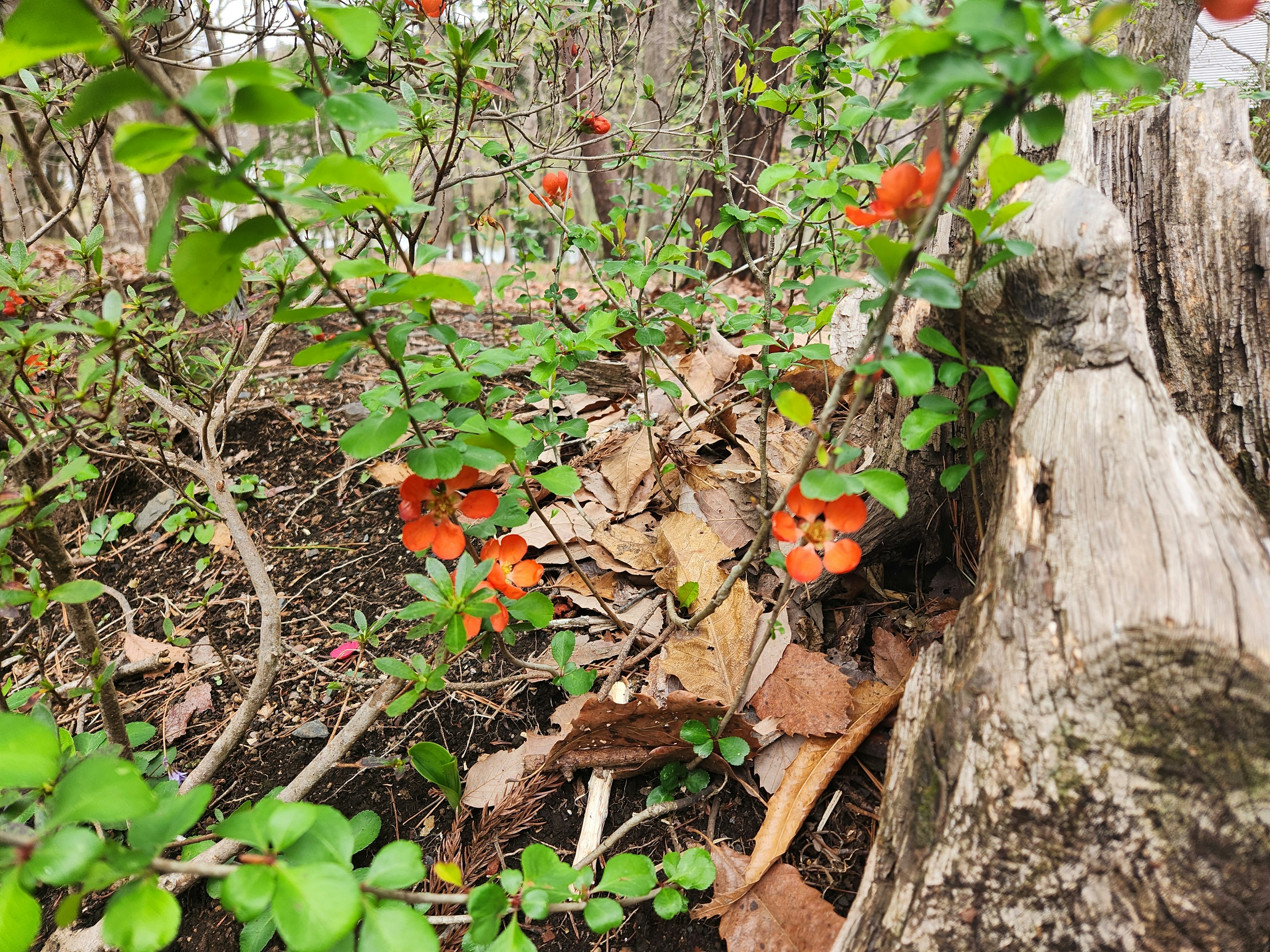 A scene in the forest featuring green leaves and orange flowers