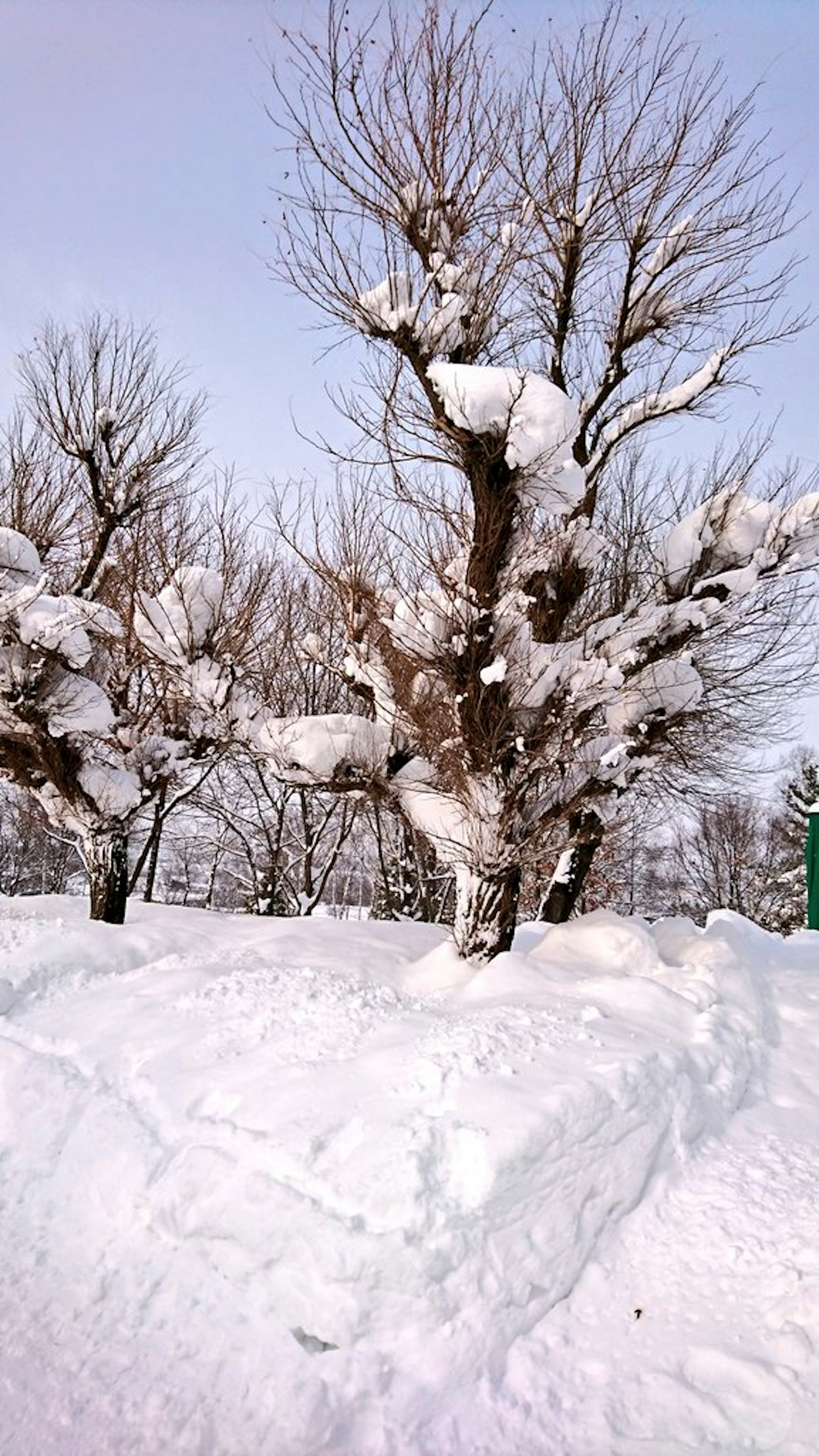 Von Schnee bedeckte Bäume und schneebedeckte Landschaft