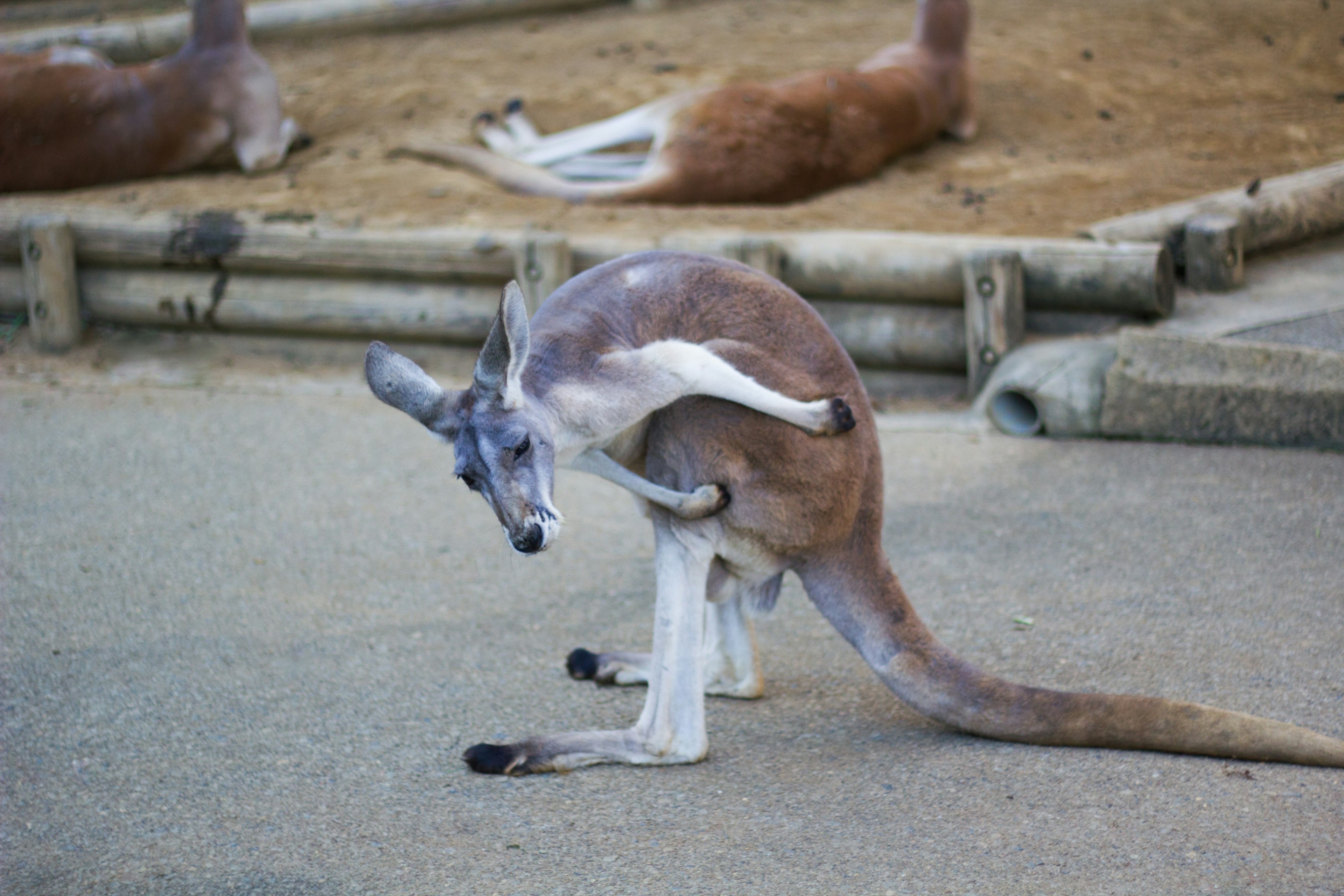 Kangourou se grattant la jambe avec sa patte avant