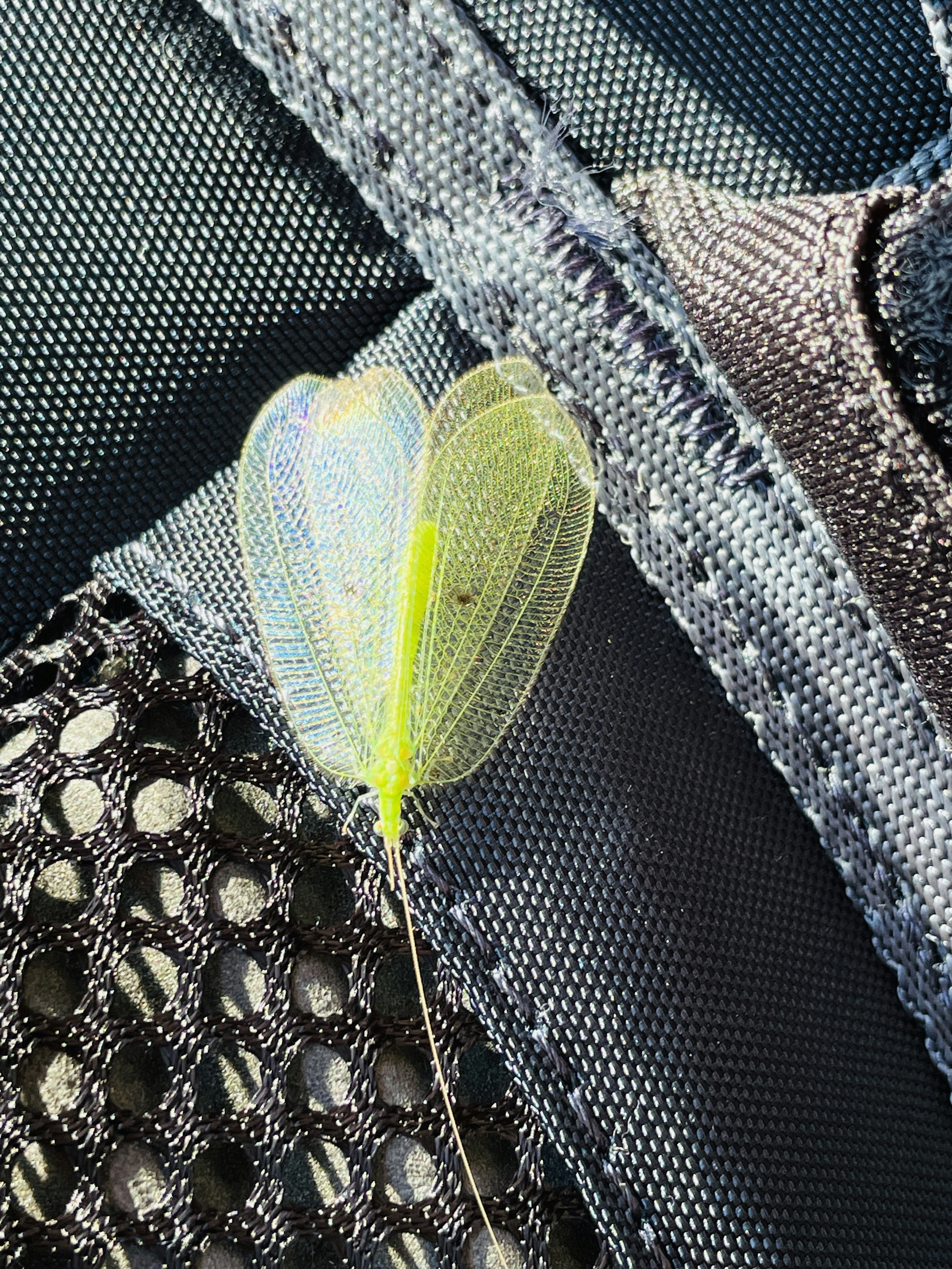 A transparent-winged insect resting on a black mesh surface