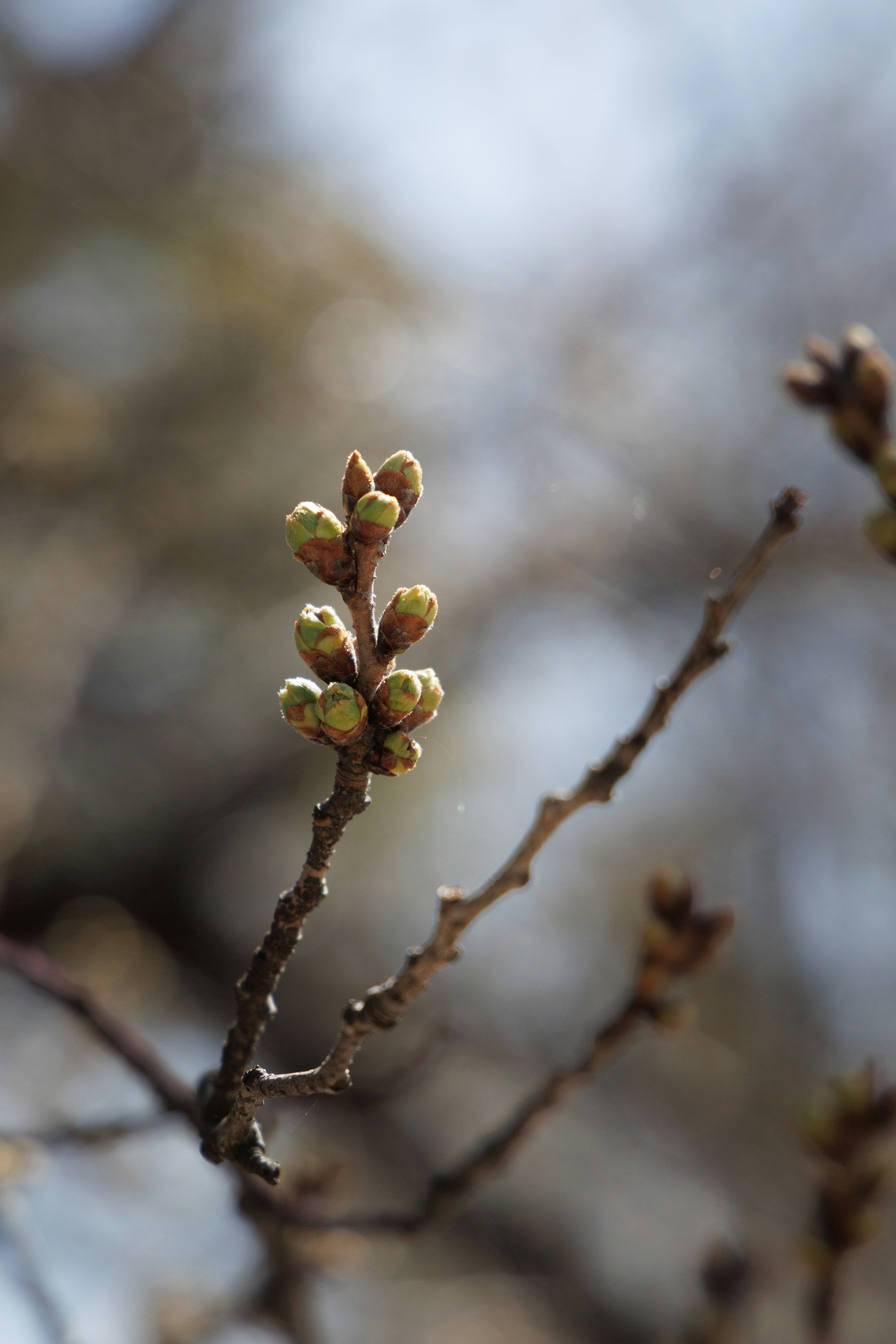 New leaf buds emerging on a branch symbolizing the arrival of spring