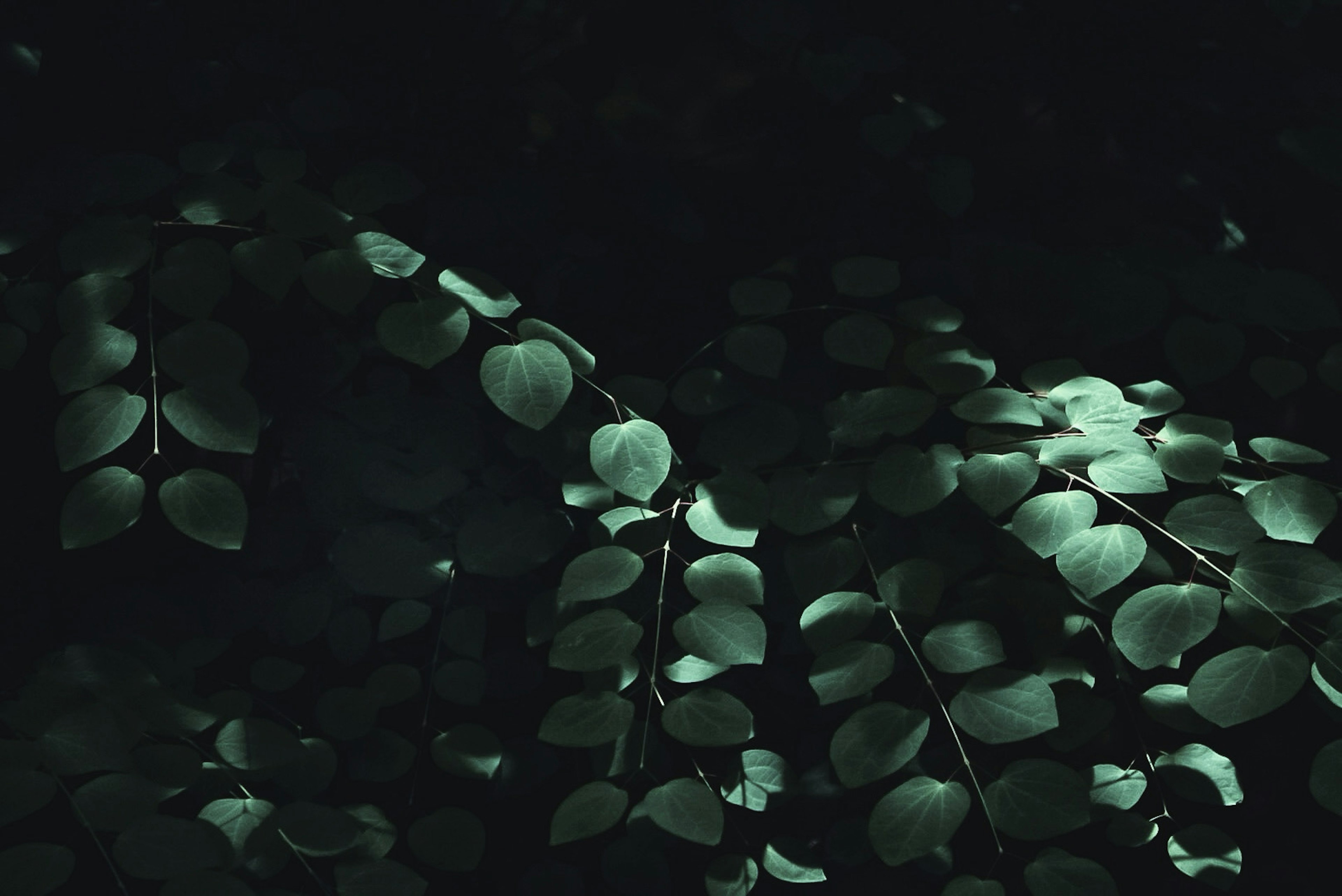 Beautiful light patterns on green leaves against a dark background