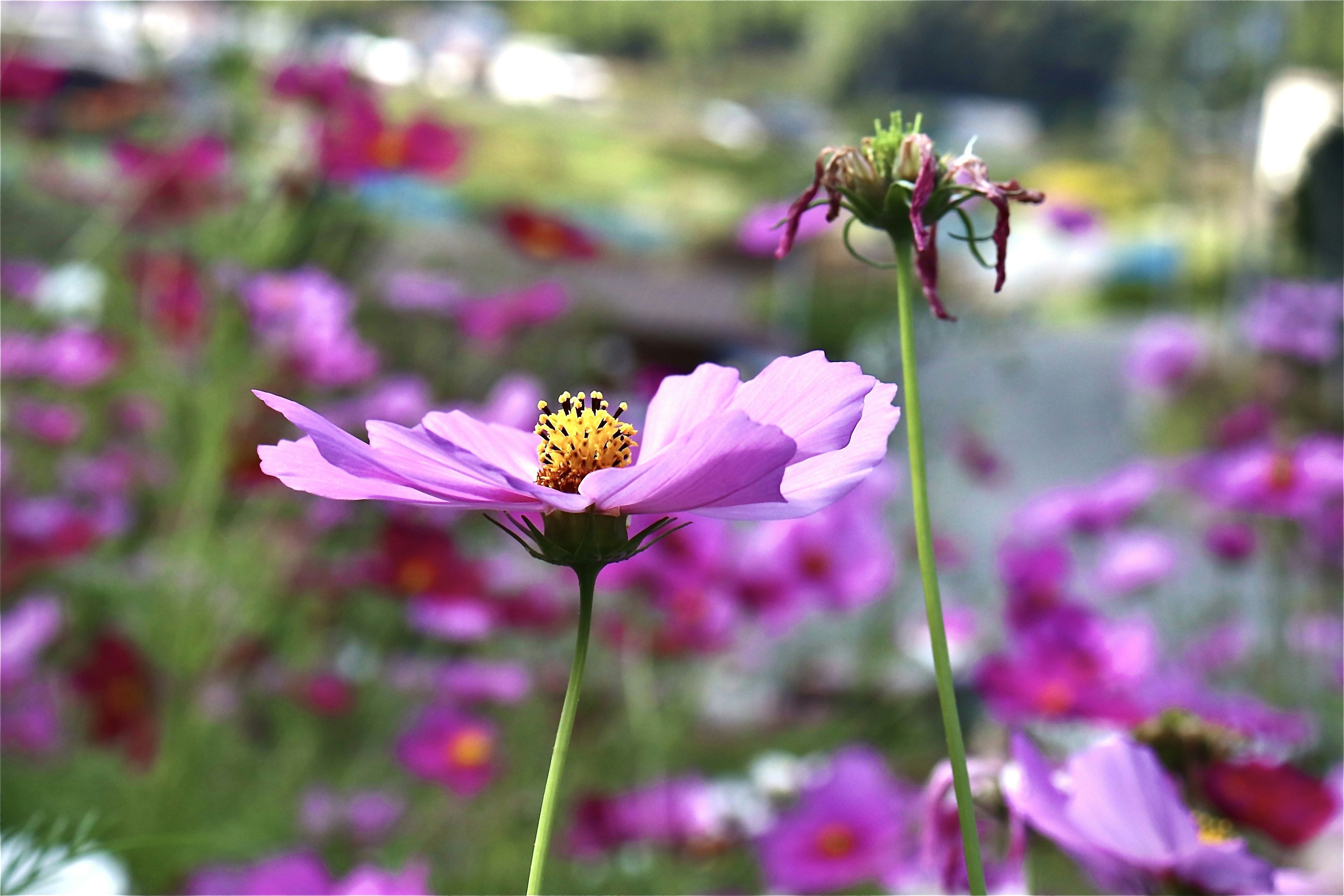 Bunga cosmos pink cerah dengan latar belakang bunga lain yang kabur