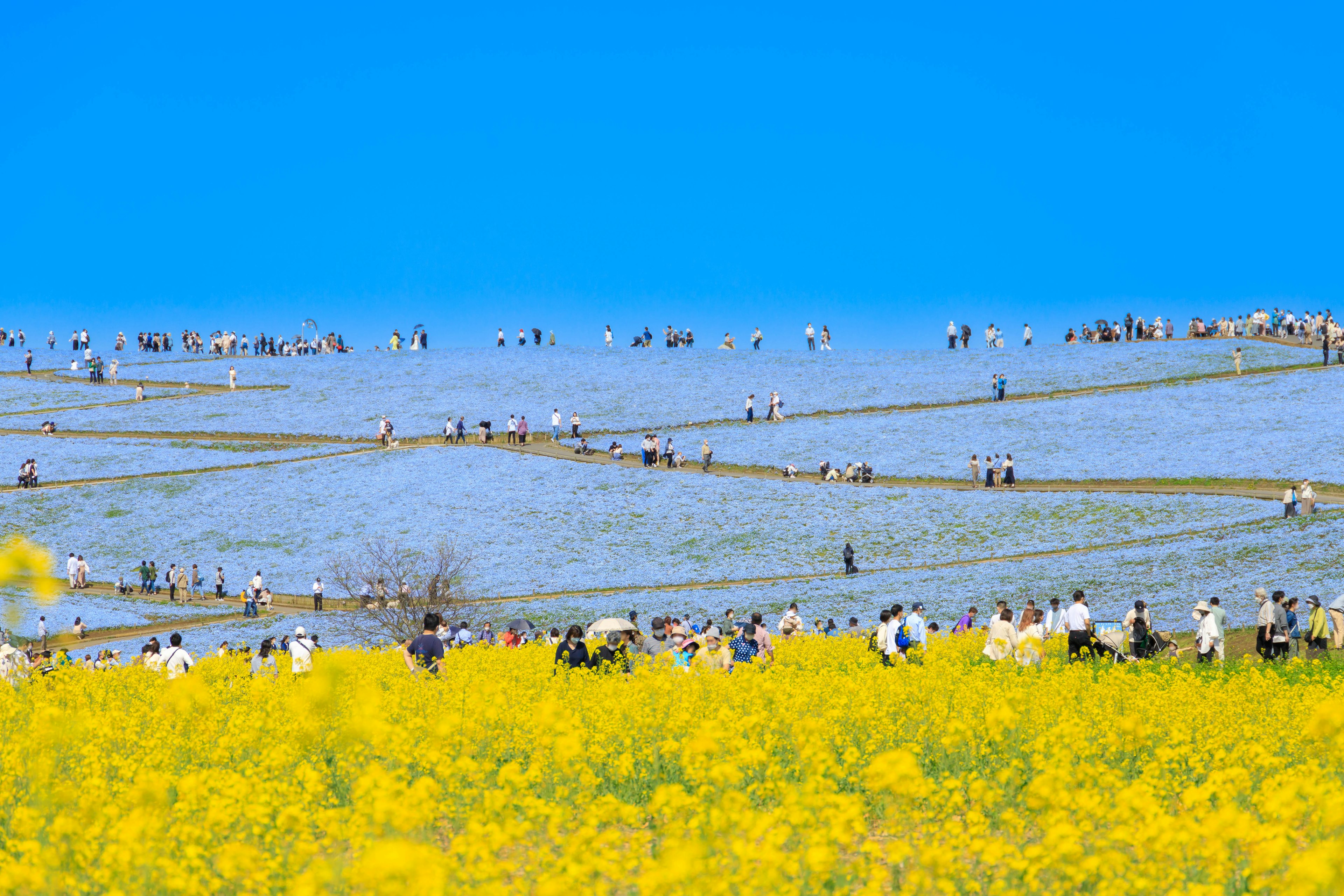 Des gens se promenant dans un vaste champ de fleurs bleues sous un ciel bleu clair avec des fleurs de colza jaunes au premier plan