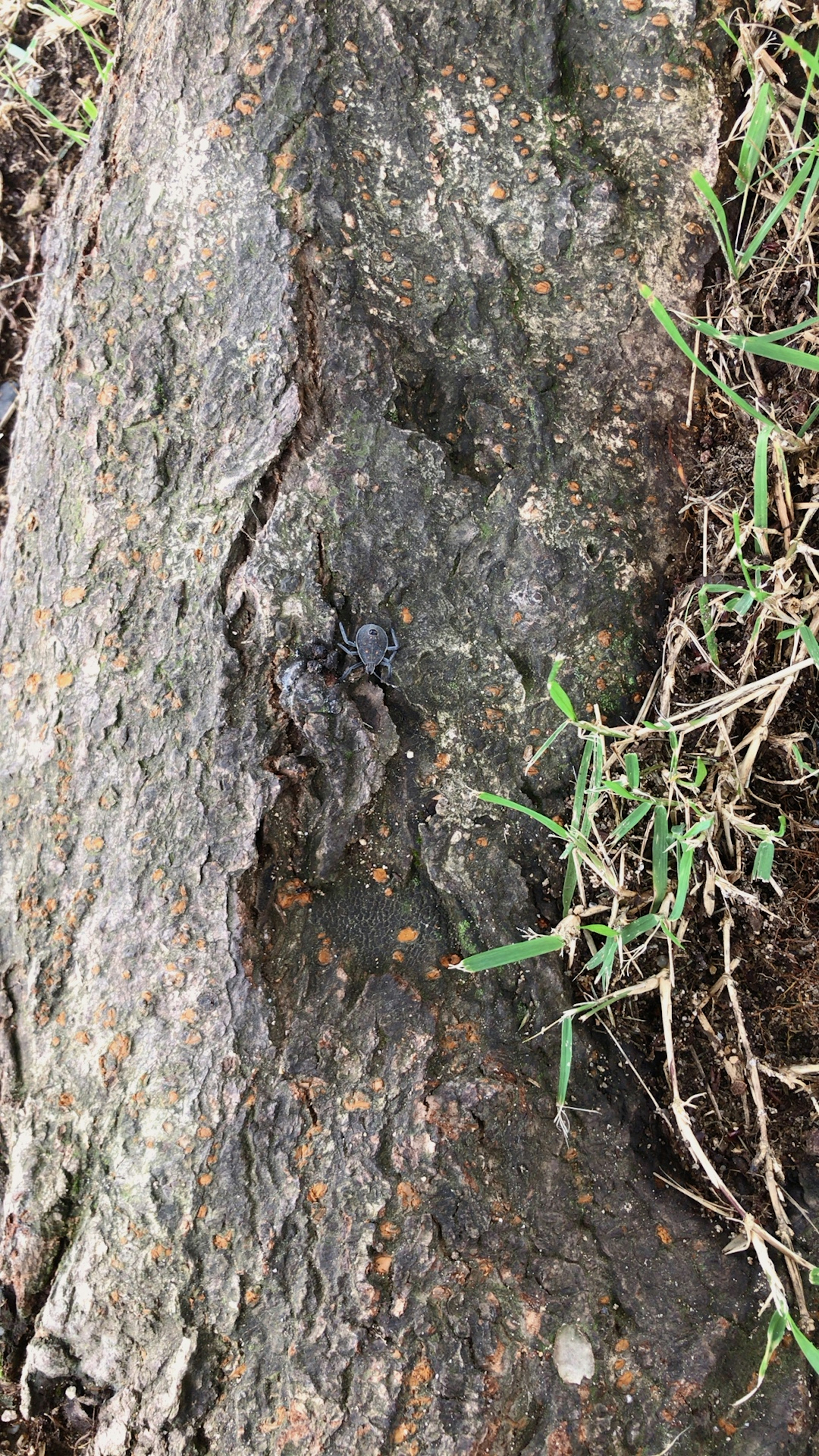 Permukaan batang pohon dengan lumut dan rumput