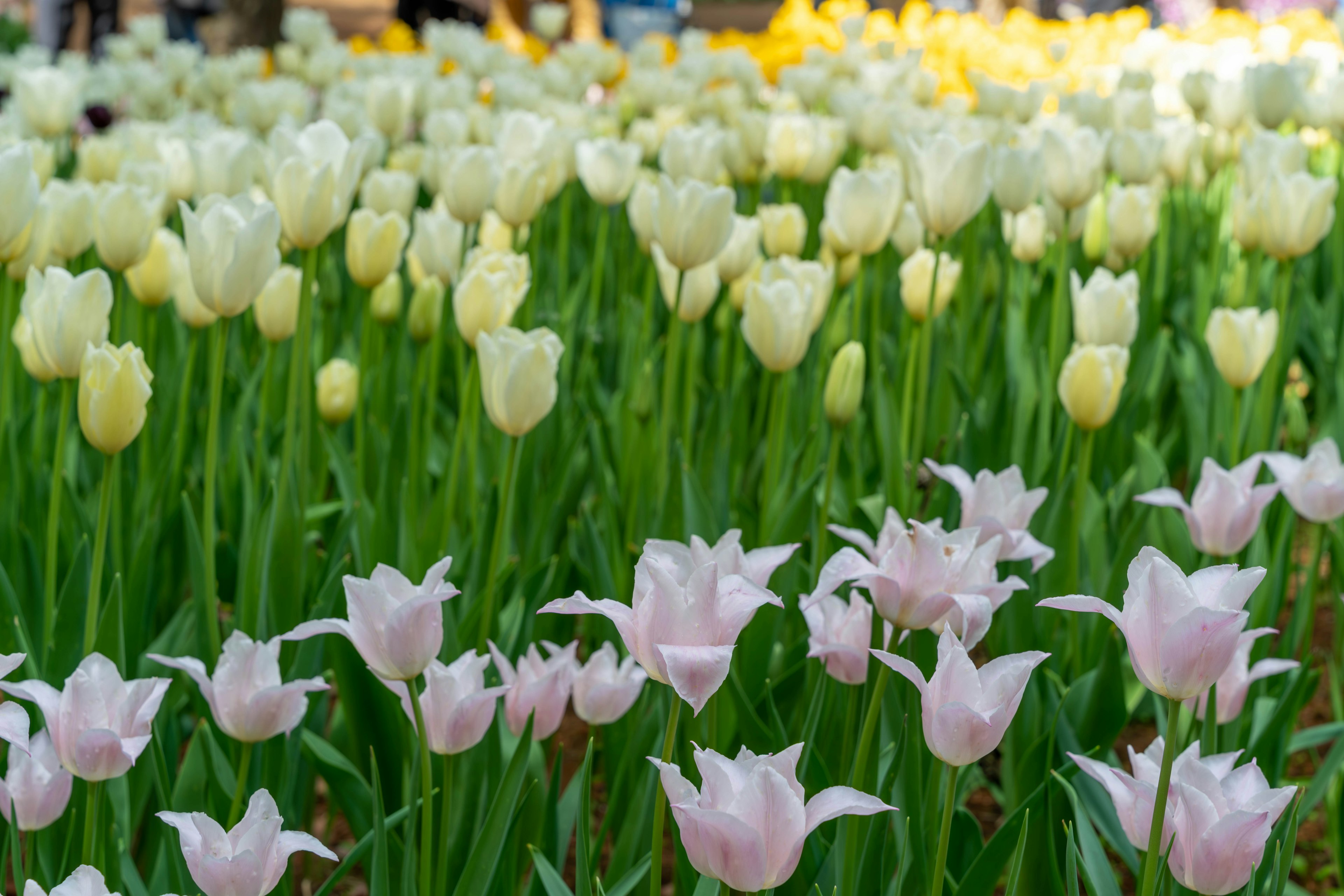 Champ de tulipes blanches et roses avec des tiges vertes