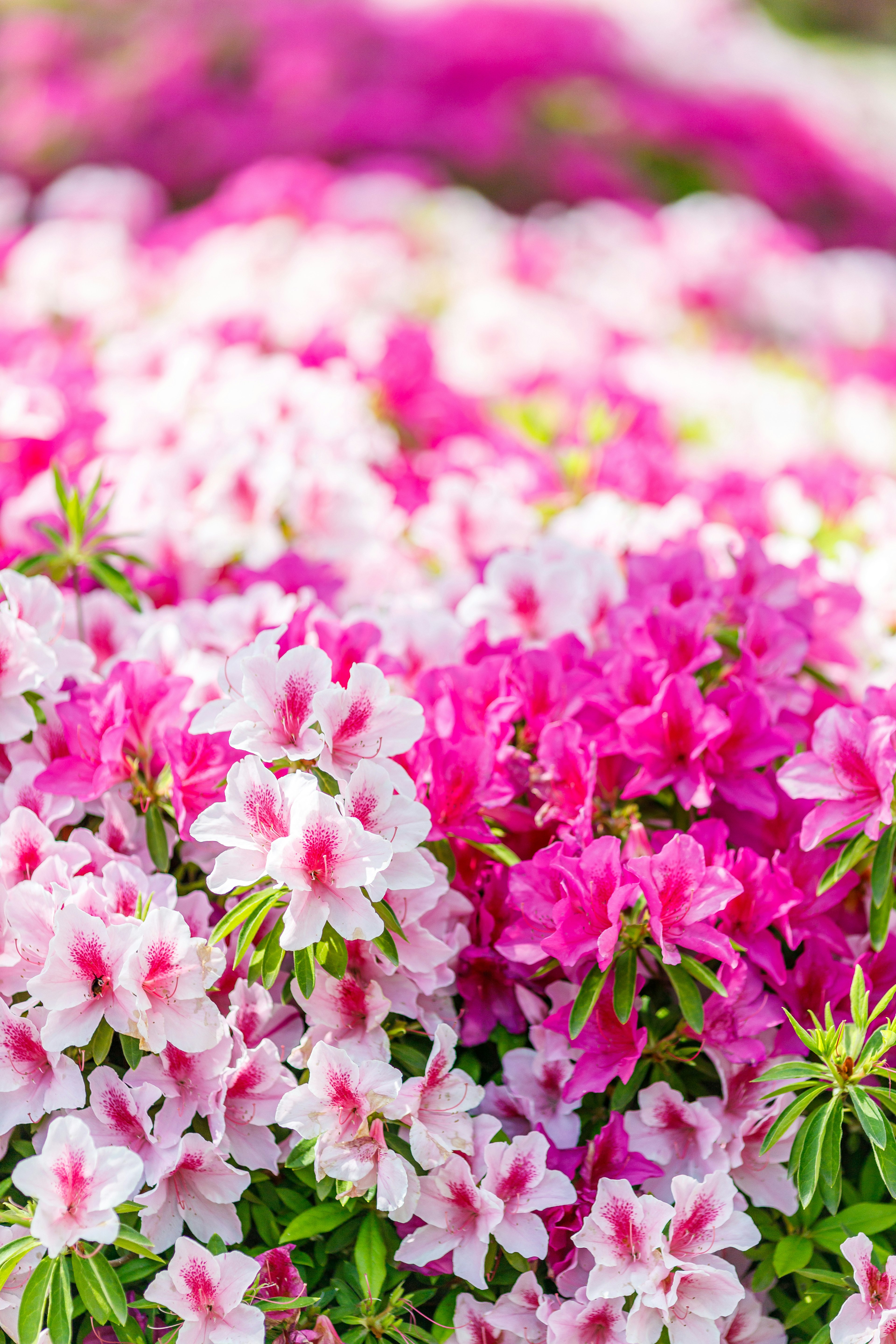 Flores de azalea vibrantes en tonos de rosa y blanco creando un paisaje colorido