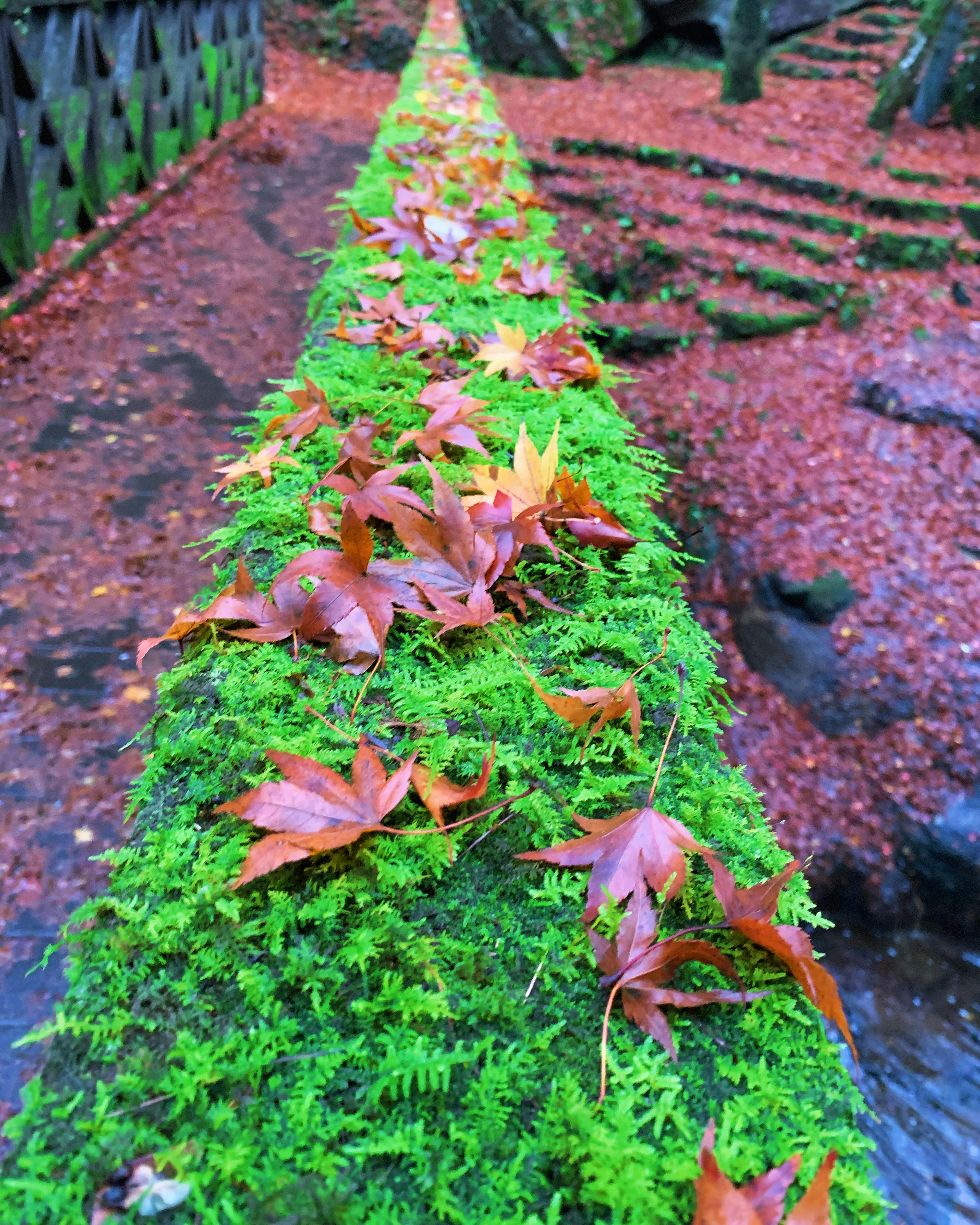 緑の苔の上に赤い葉が散らばった小道