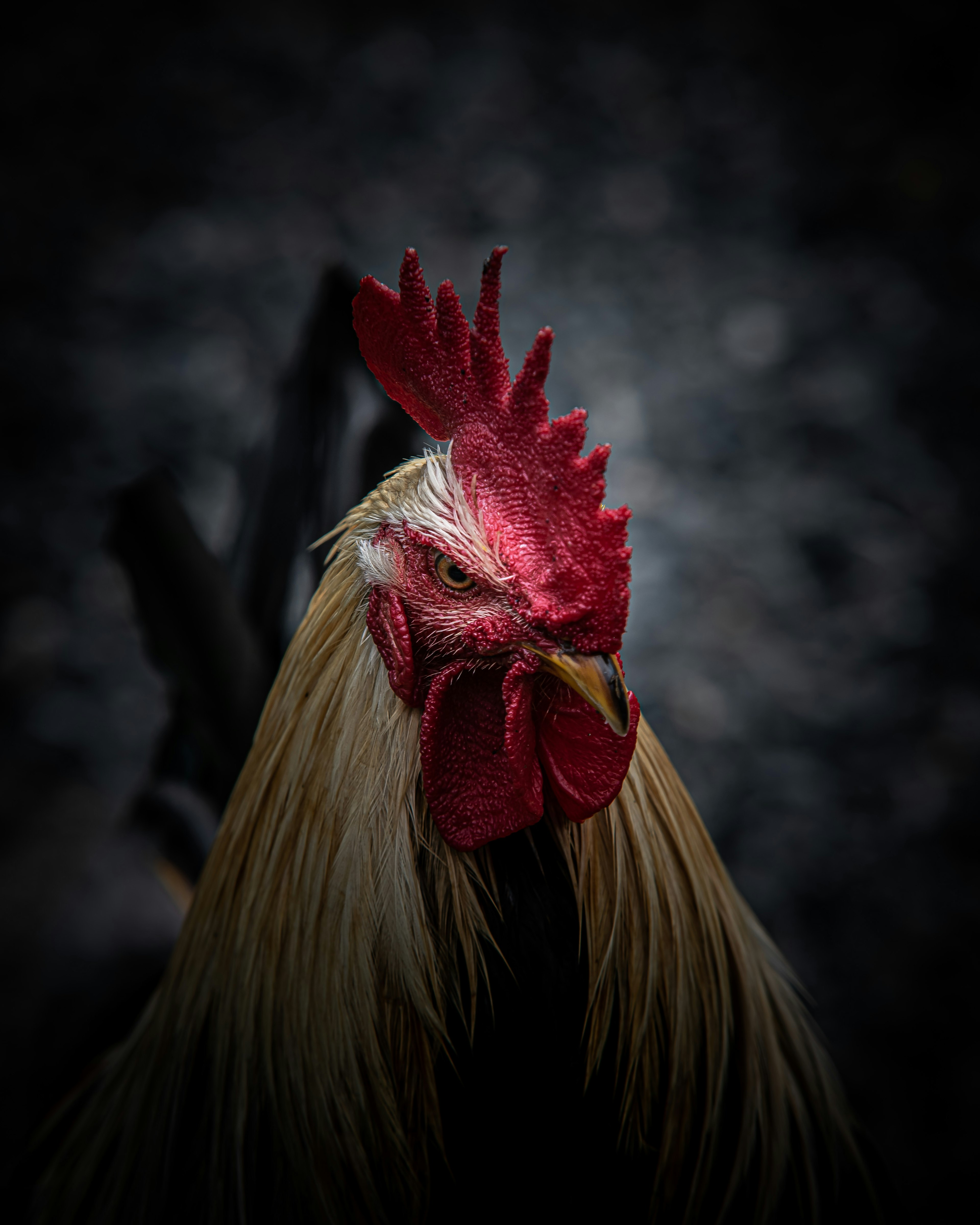 Close-up photo of a rooster with a distinctive red comb