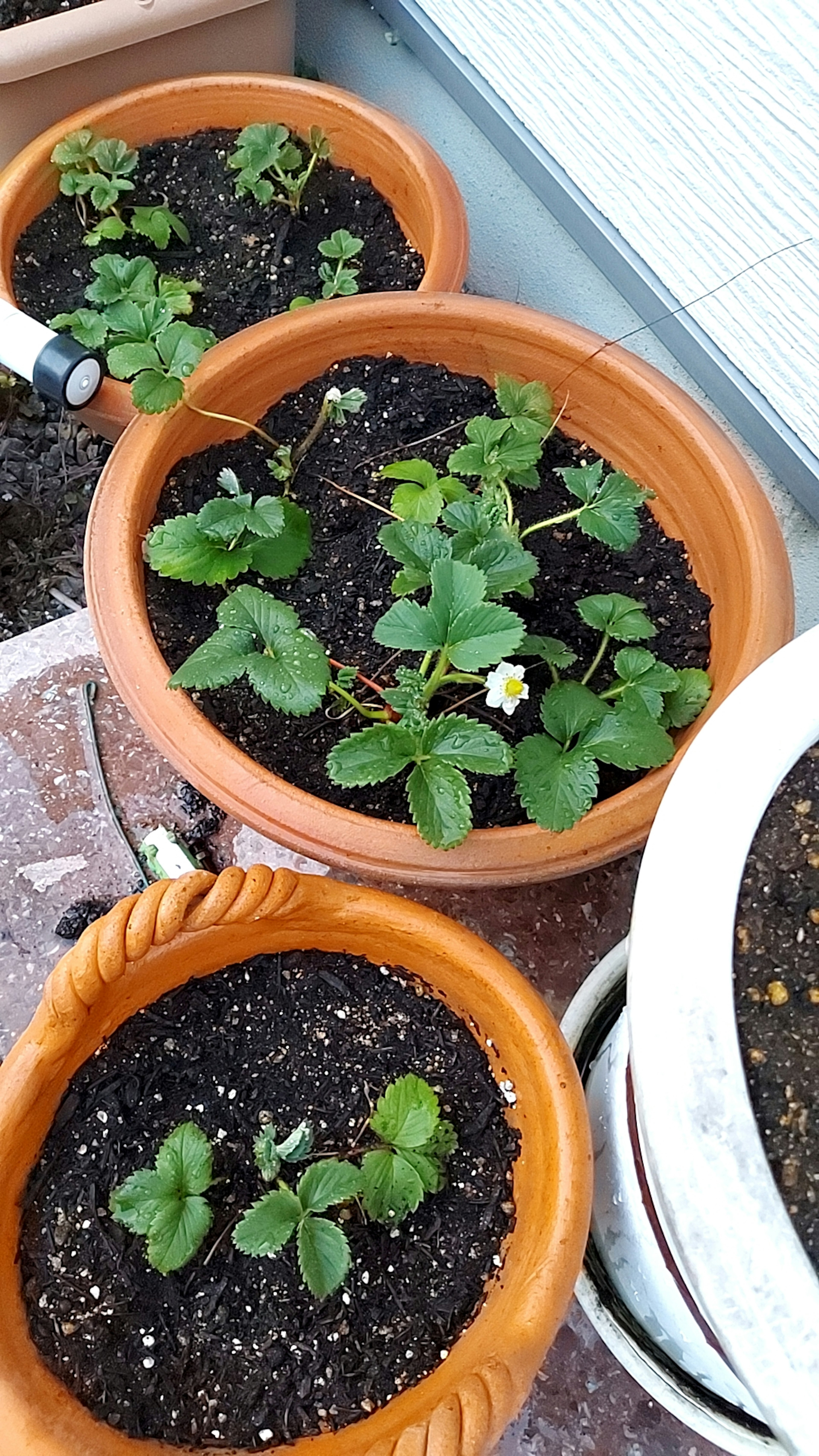 Strawberry plants with white flowers in terracotta pots