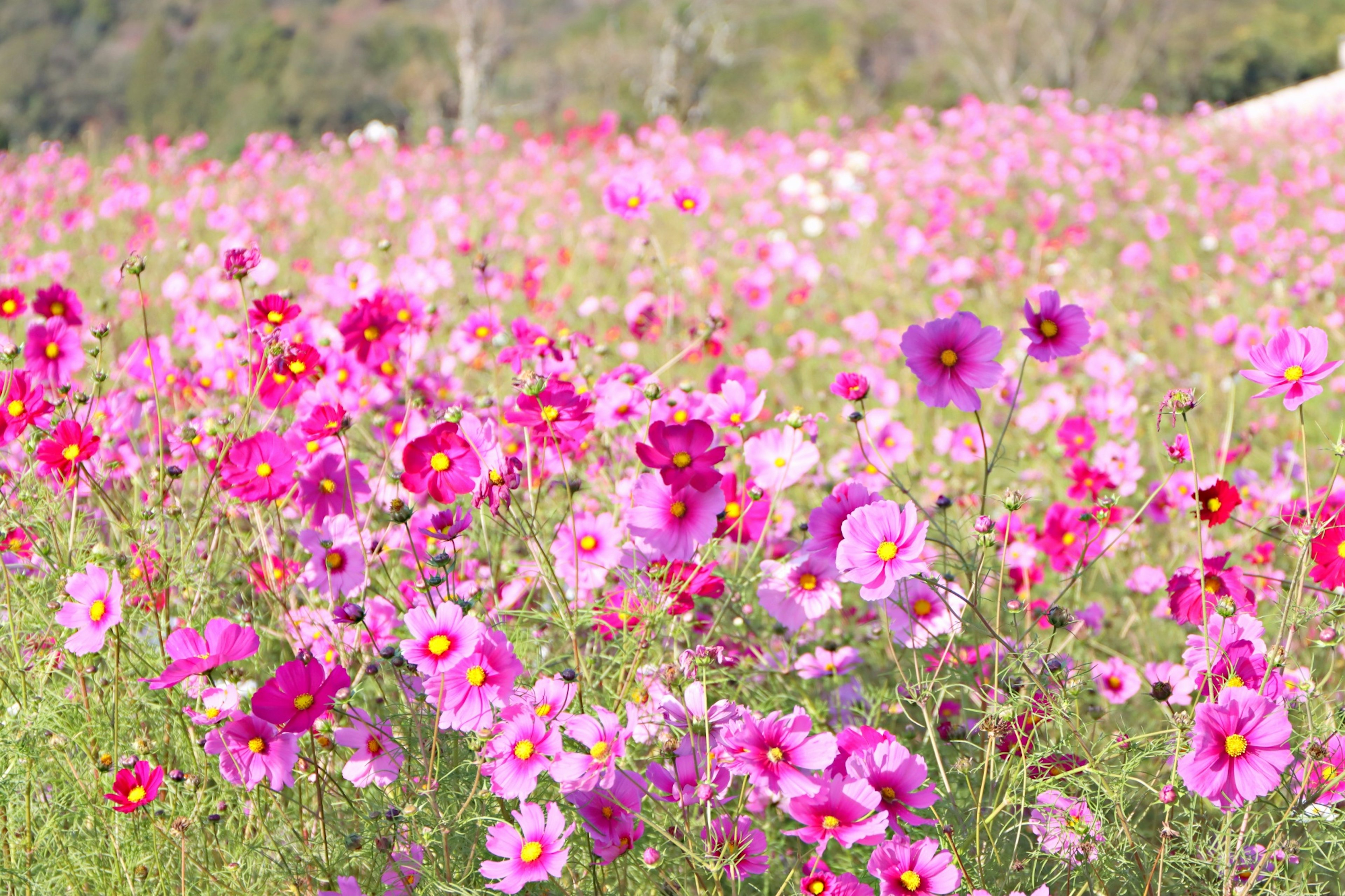 Champ de fleurs de cosmos colorées en rose et violet