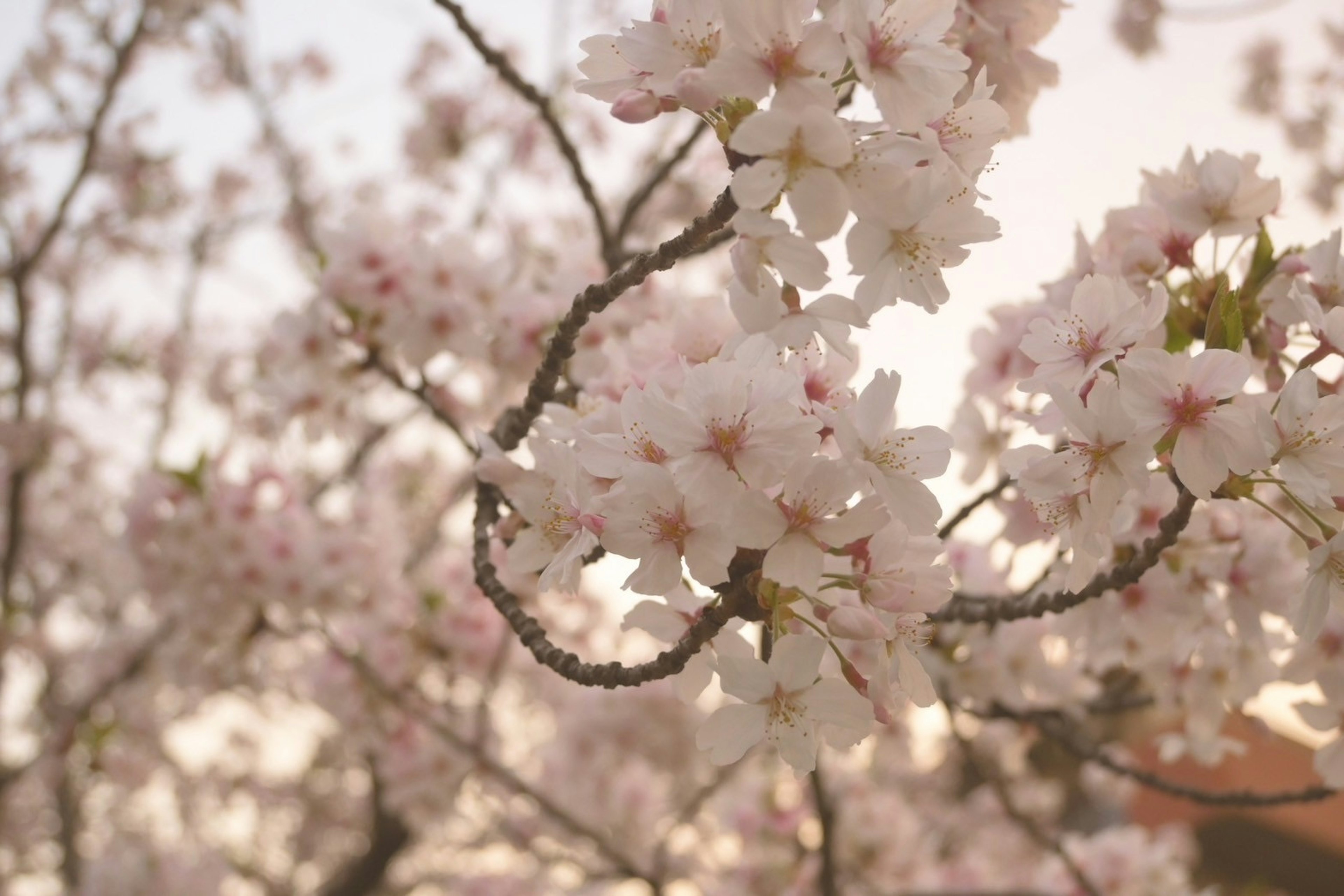 Branches de cerisier en fleurs avec une lumière douce