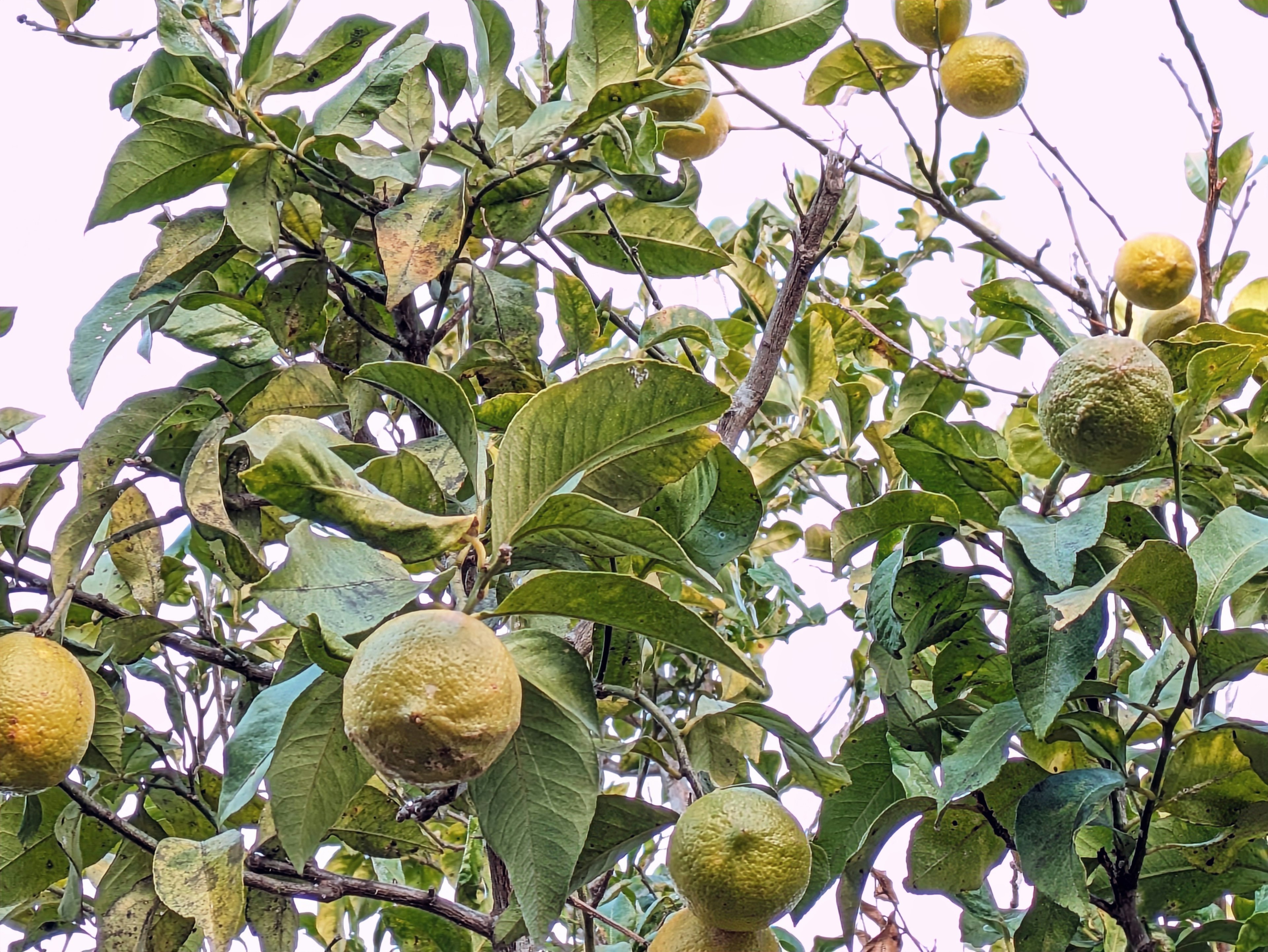 Trái cây màu vàng trên cây được bao quanh bởi lá xanh