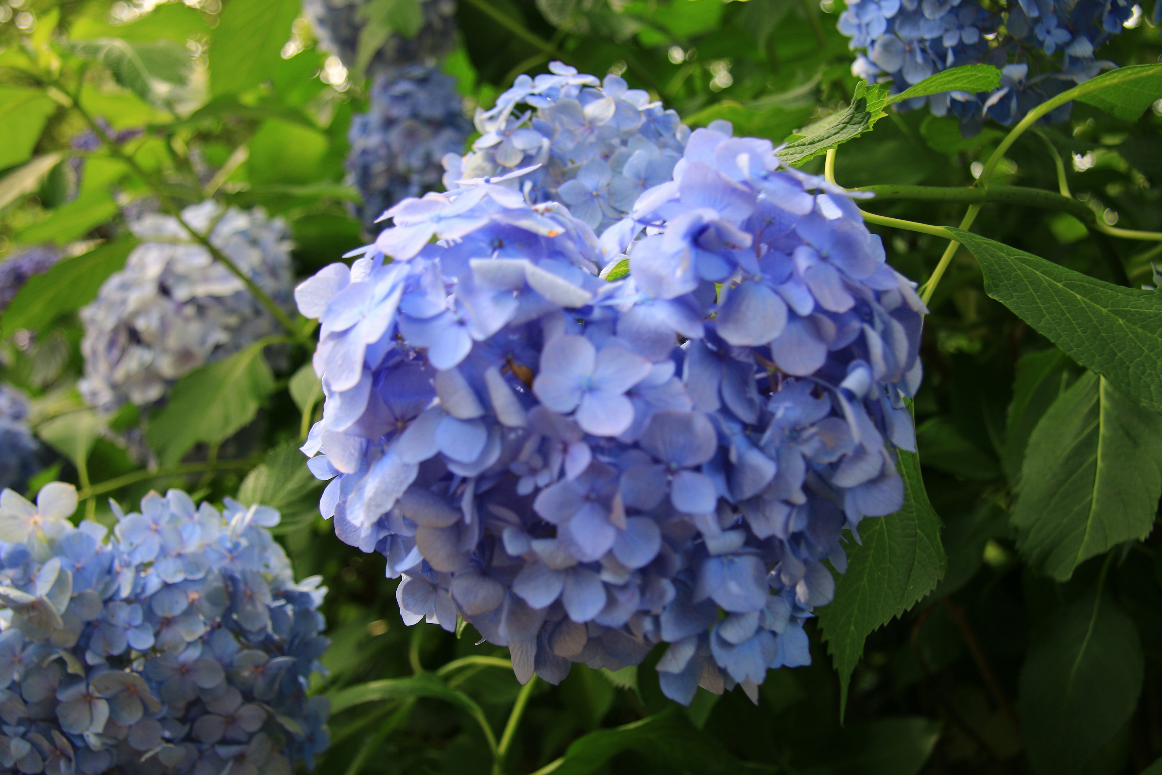 Nahaufnahme von blauen Hortensienblüten in voller Blüte