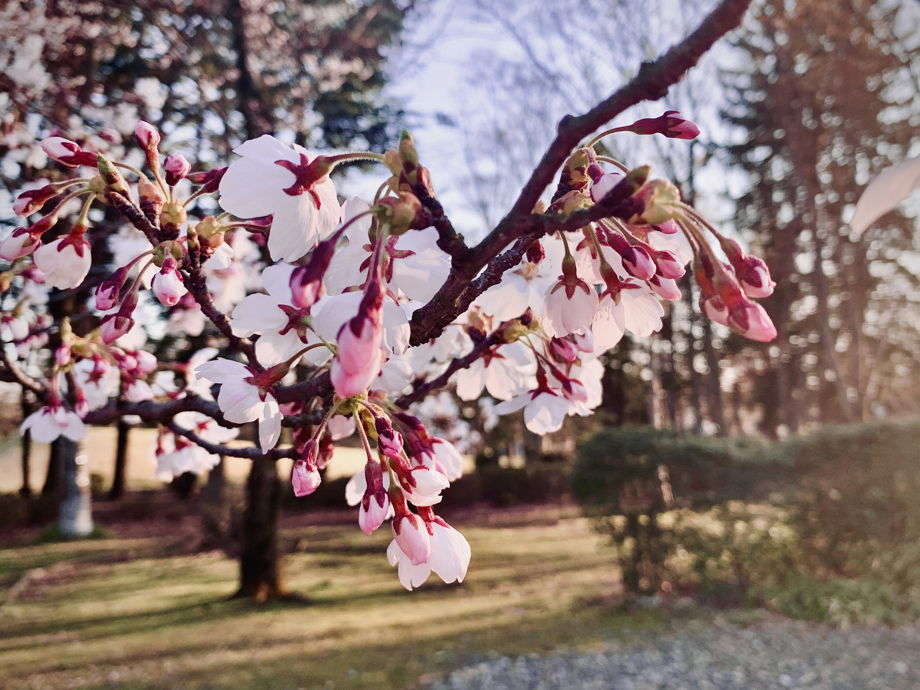 Cherry blossom branch with pink flowers in a green garden and trees in the background