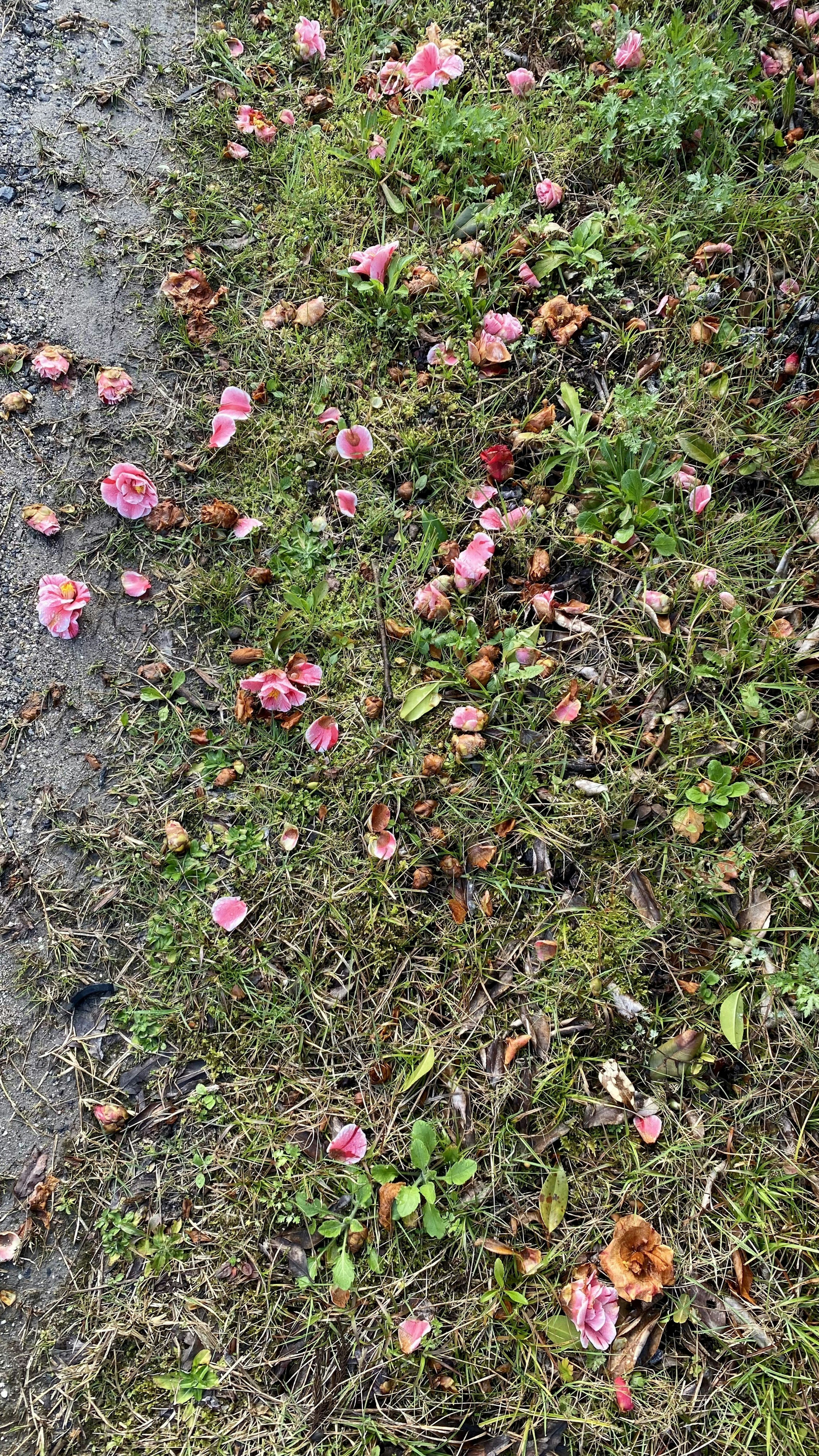 Petali di fiori rosa e foglie secche sparse su erba verde