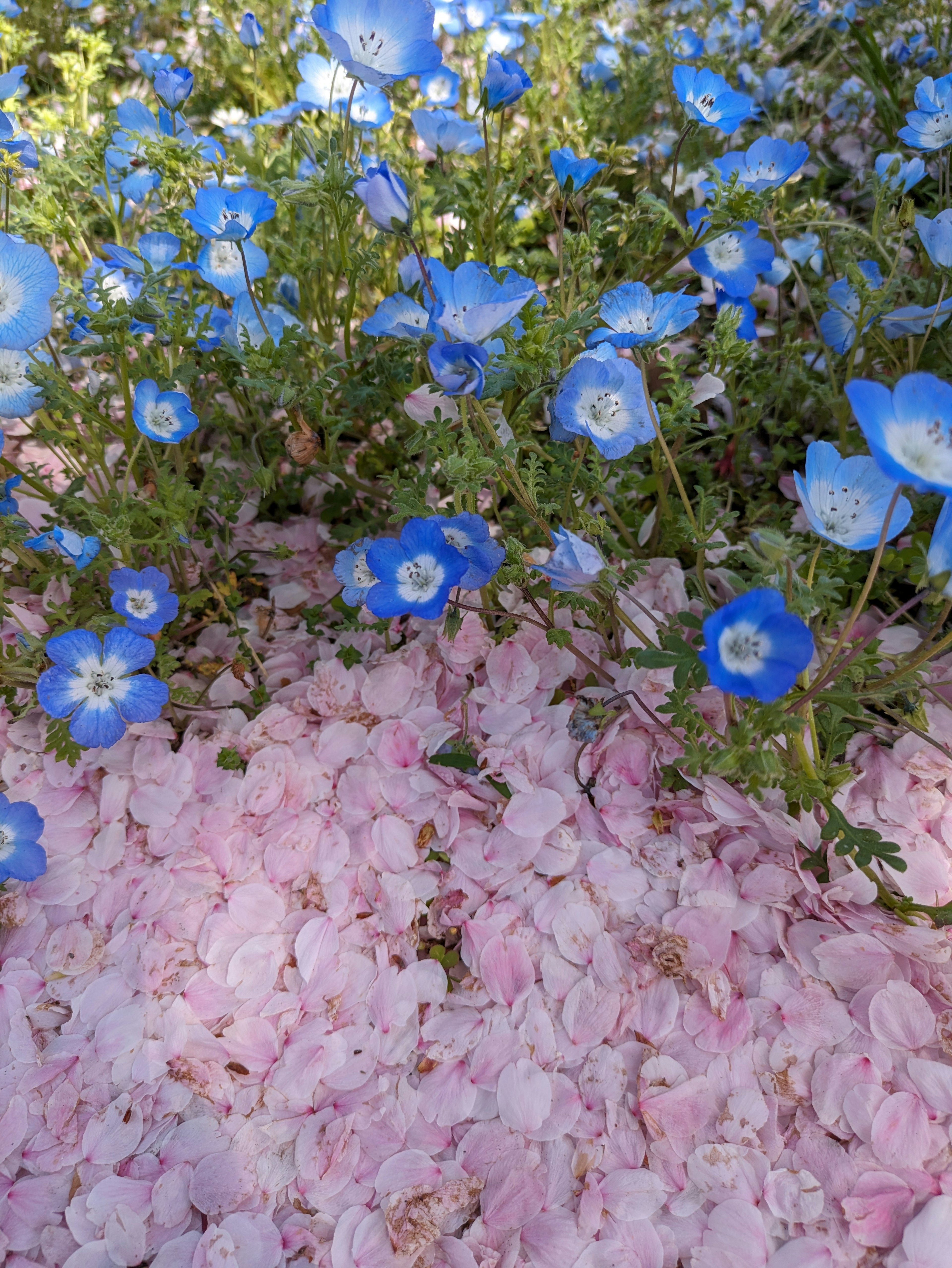 Magnifique contraste de fleurs bleues et de pétales roses