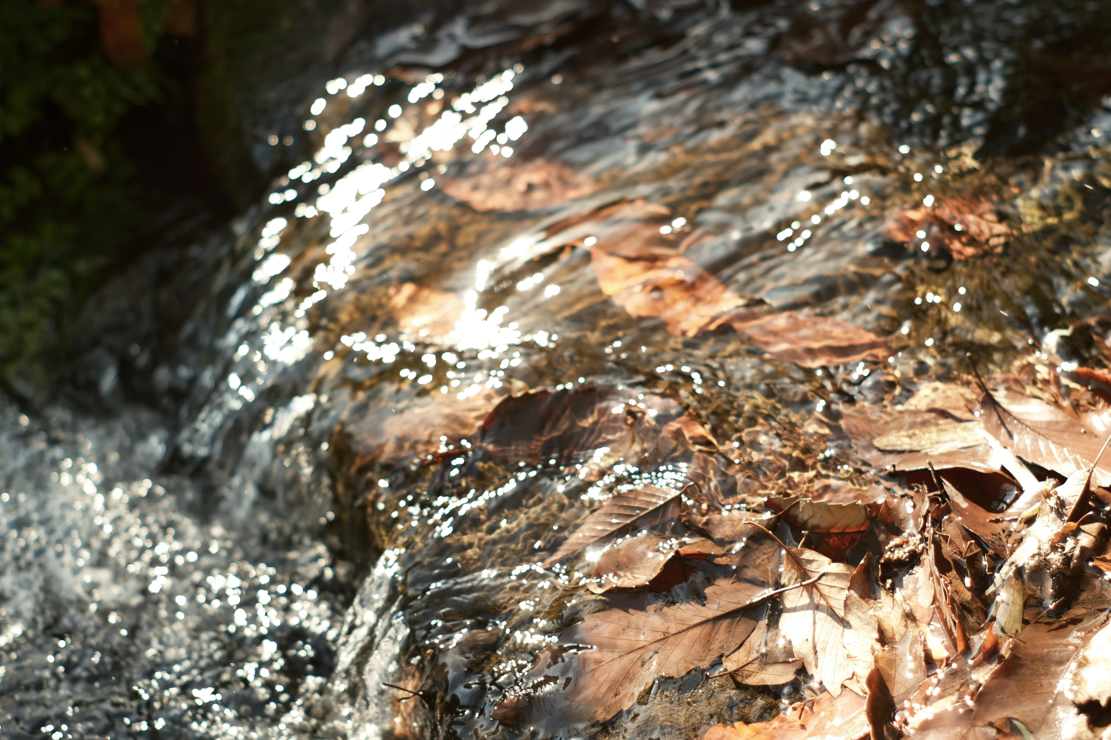 Gros plan de feuilles sur une roche recouverte par de l'eau qui coule