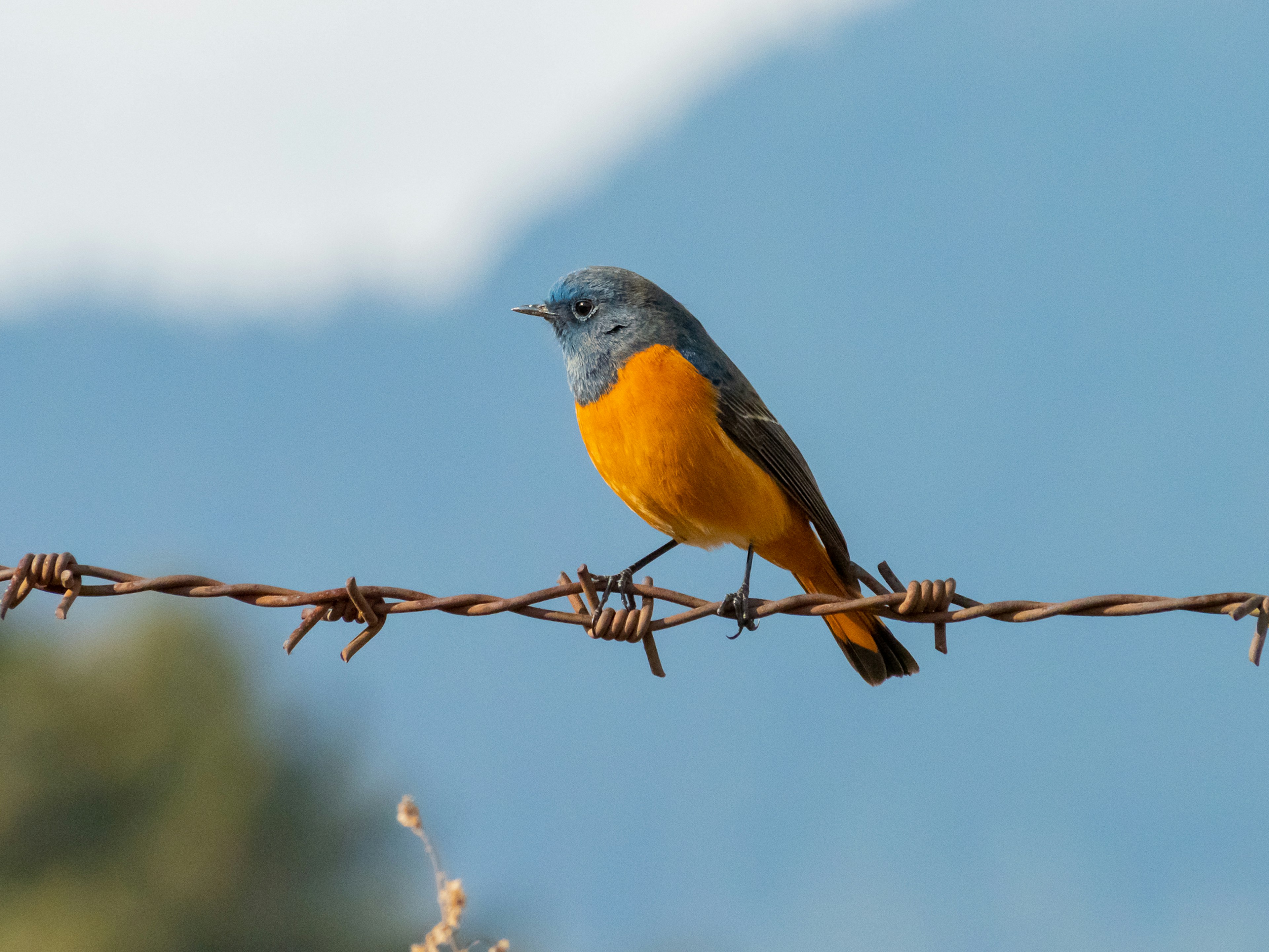 Ein kleiner Vogel mit blauem Kopf und orangefarbenem Bauch, der auf einem Stacheldraht sitzt