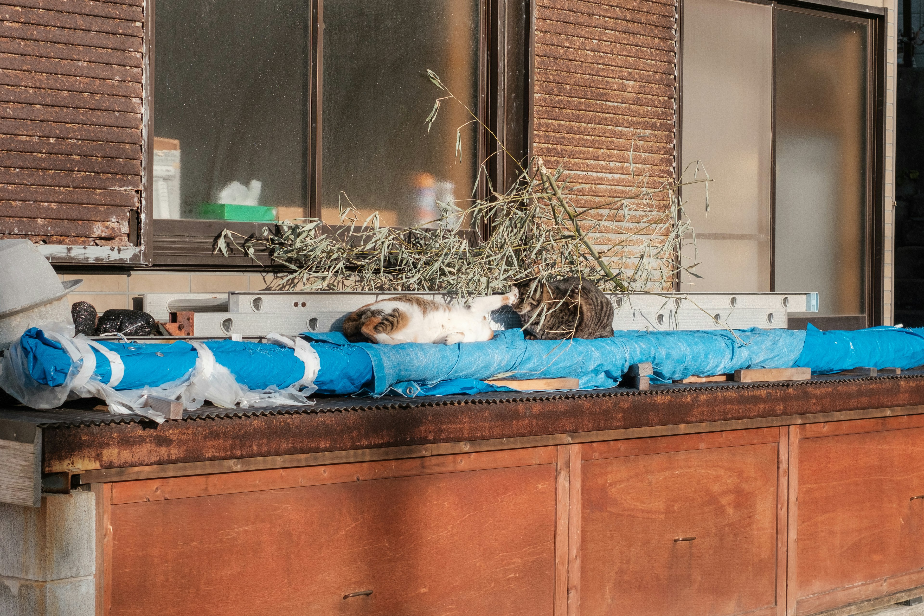 Seekor kucing tidur di atas terpal biru dengan jendela di latar belakang