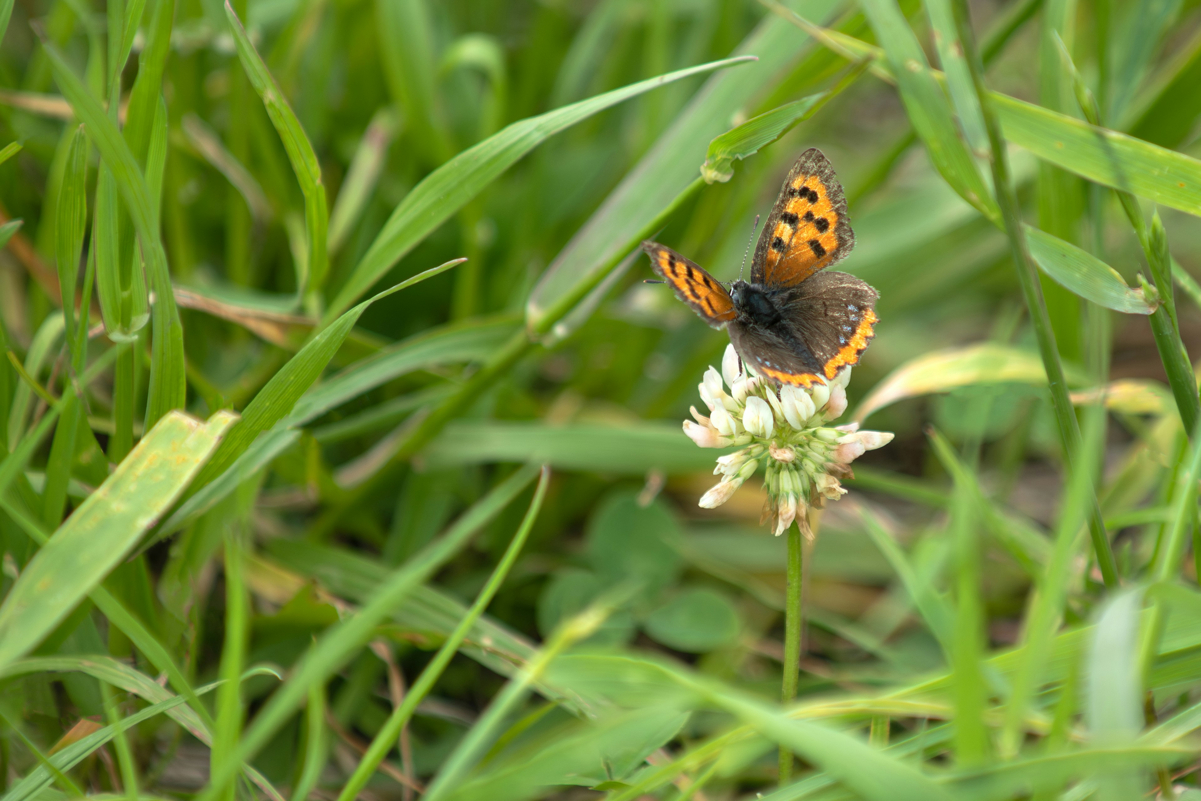 Papillon orange et noir posé sur une fleur de trèfle blanc dans un champ herbeux