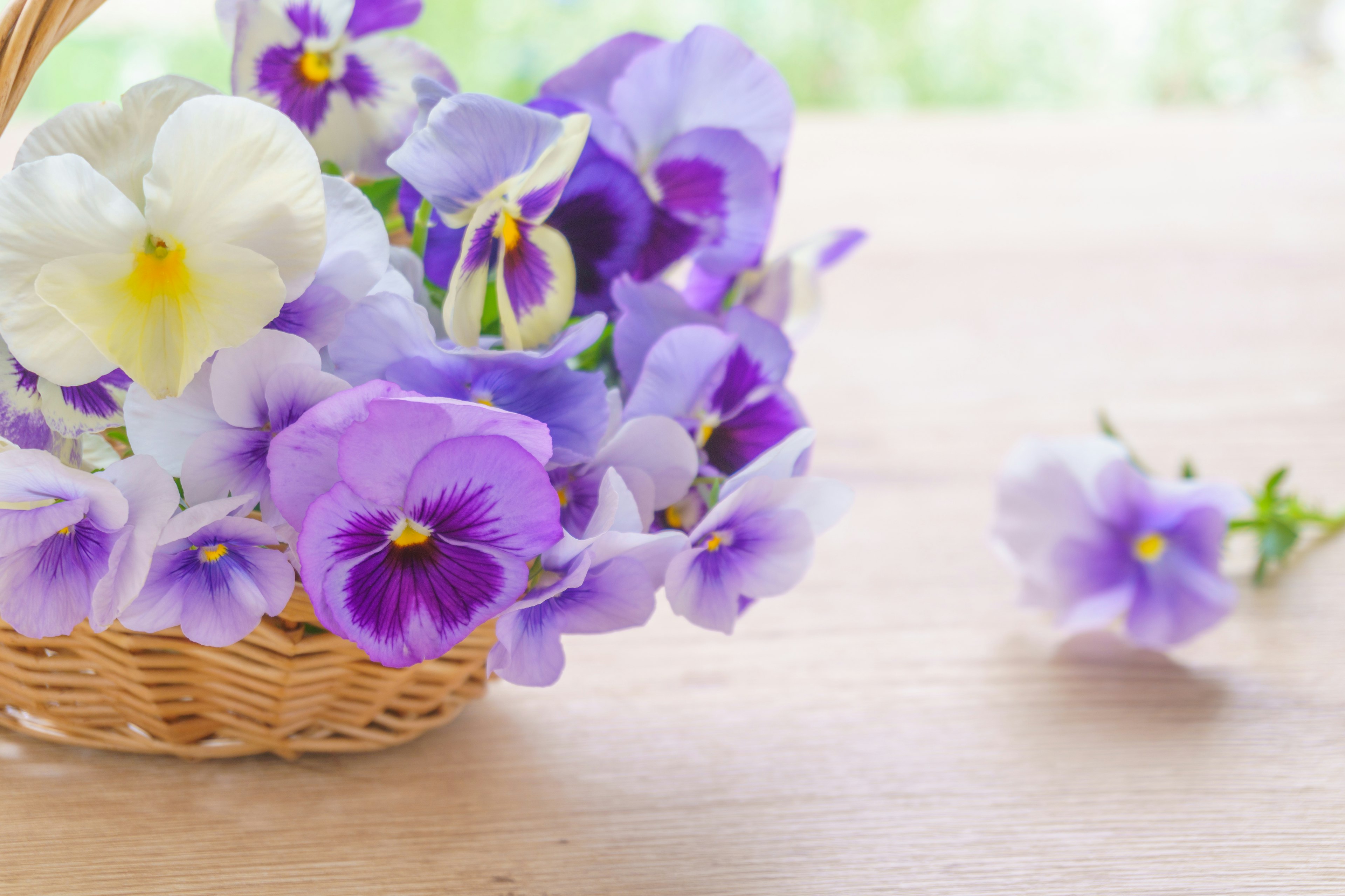 Un panier rempli de fleurs de pensées violettes et blanches posé sur une table