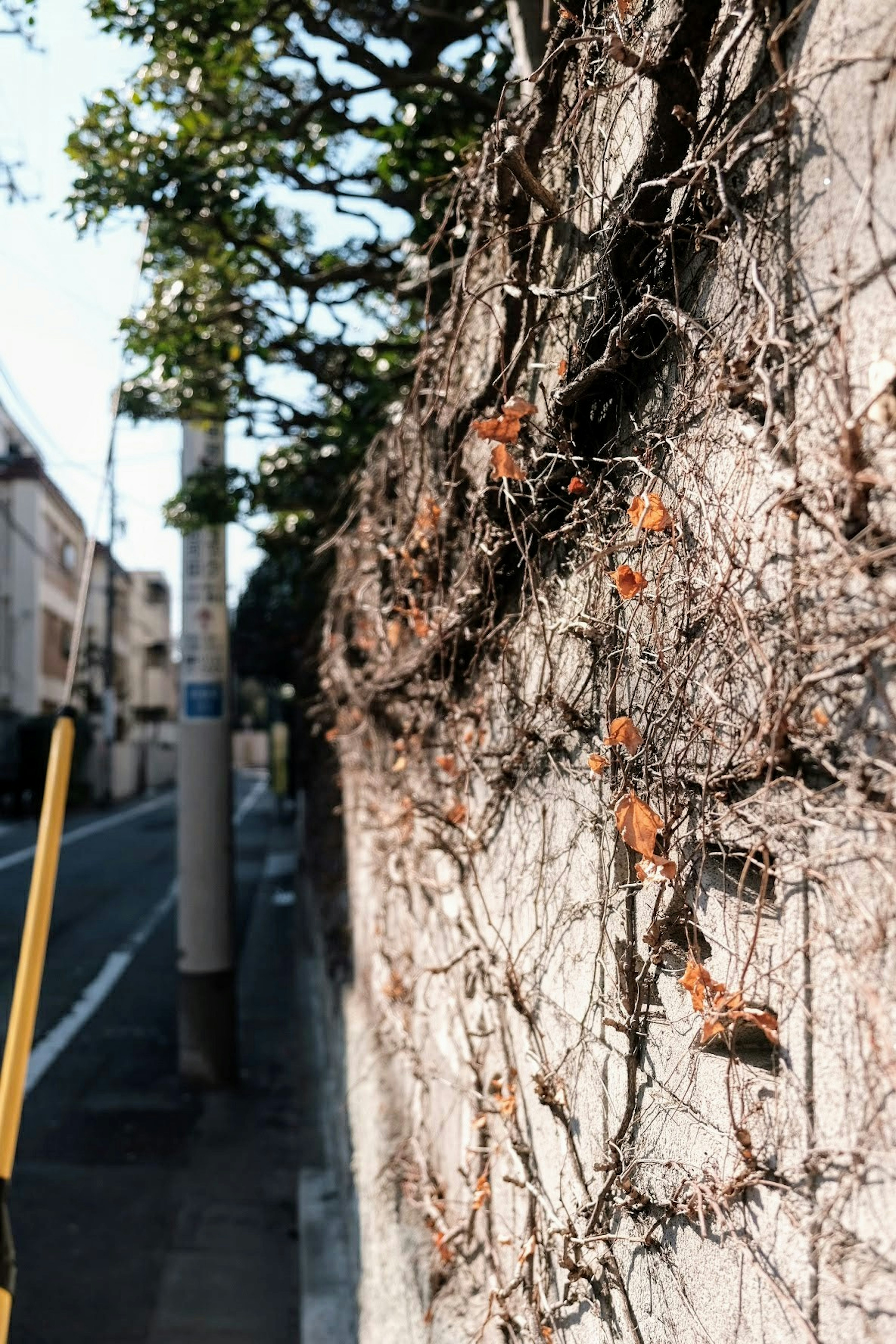 Vignes grimpant sur un mur avec une vue de rue