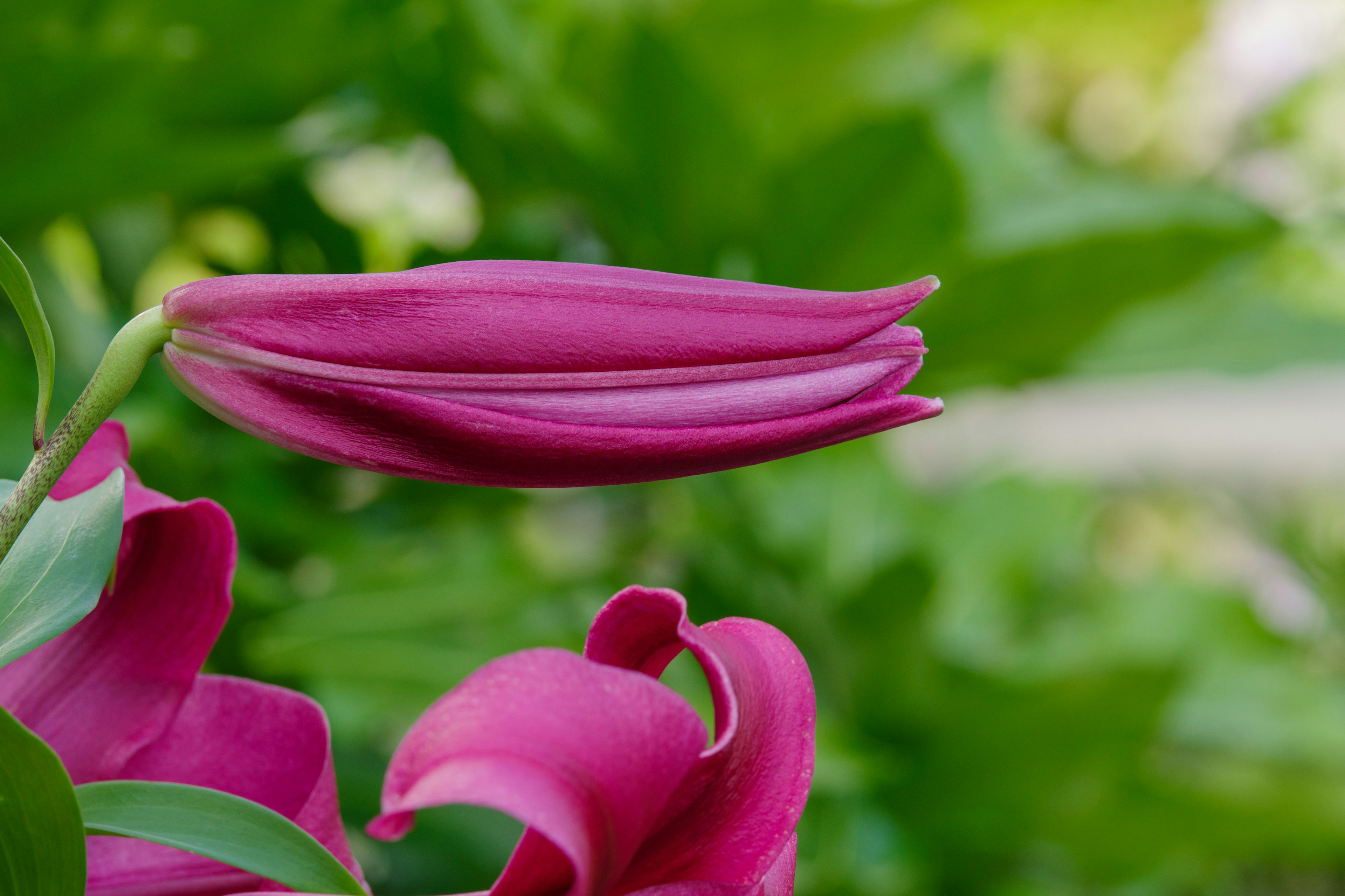 Eine schöne lila Lilienknospe vor grünem Hintergrund