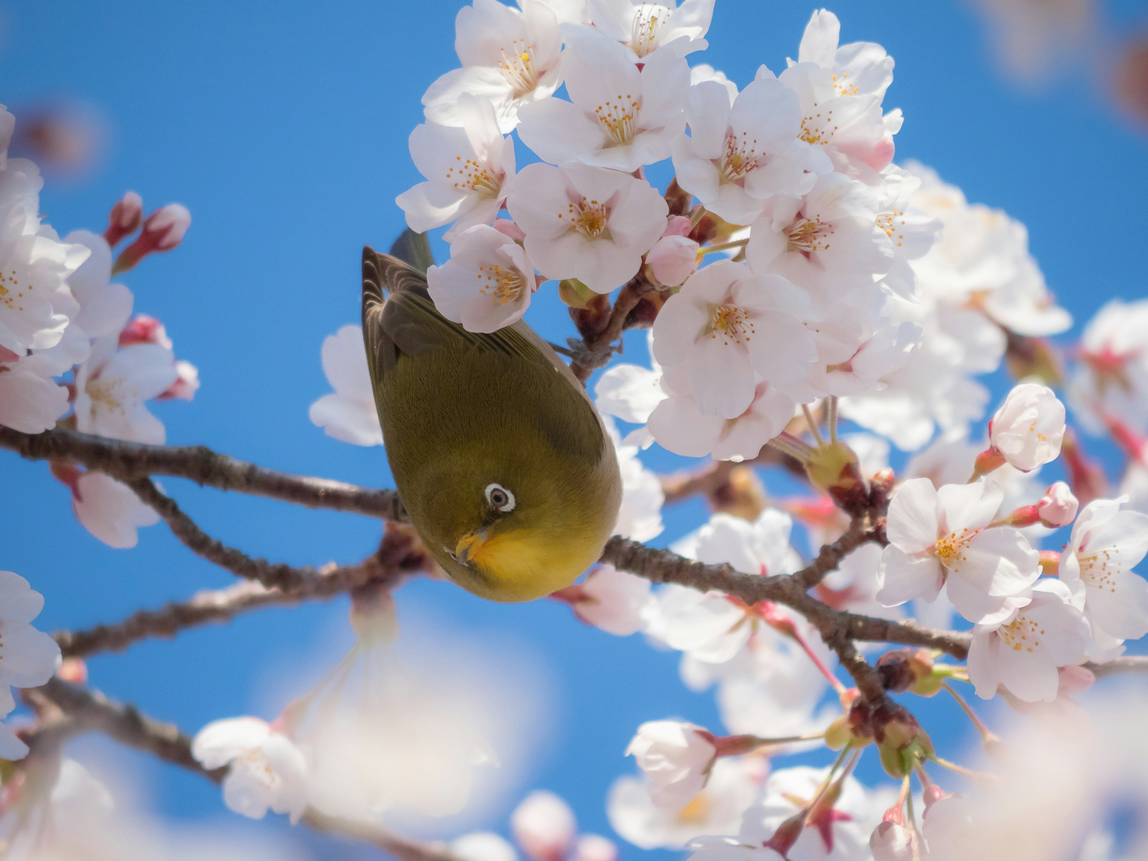 Japanische Weißaugenvogel zwischen Kirschblüten