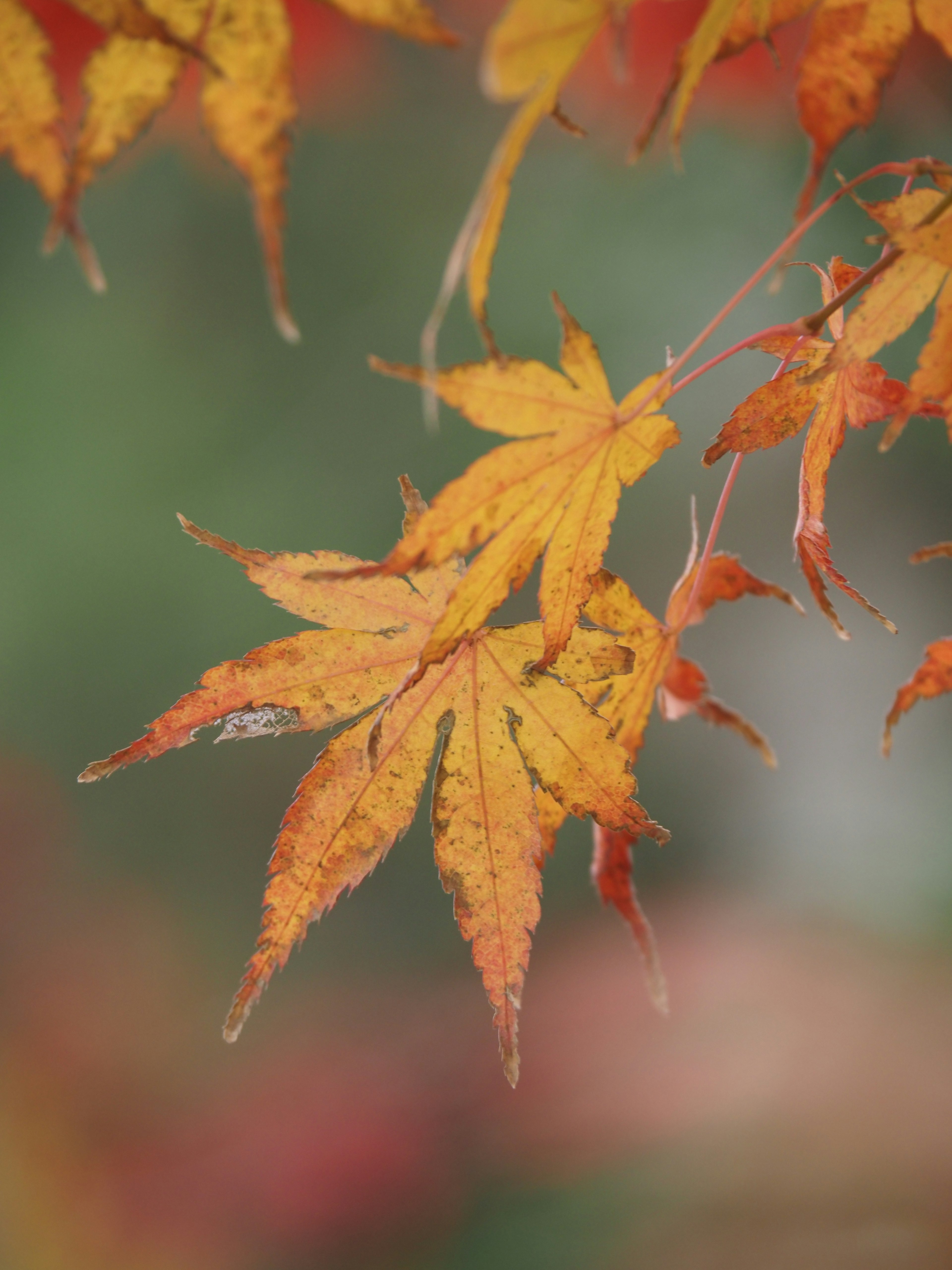 Vibrant orange maple leaves with a blurred background