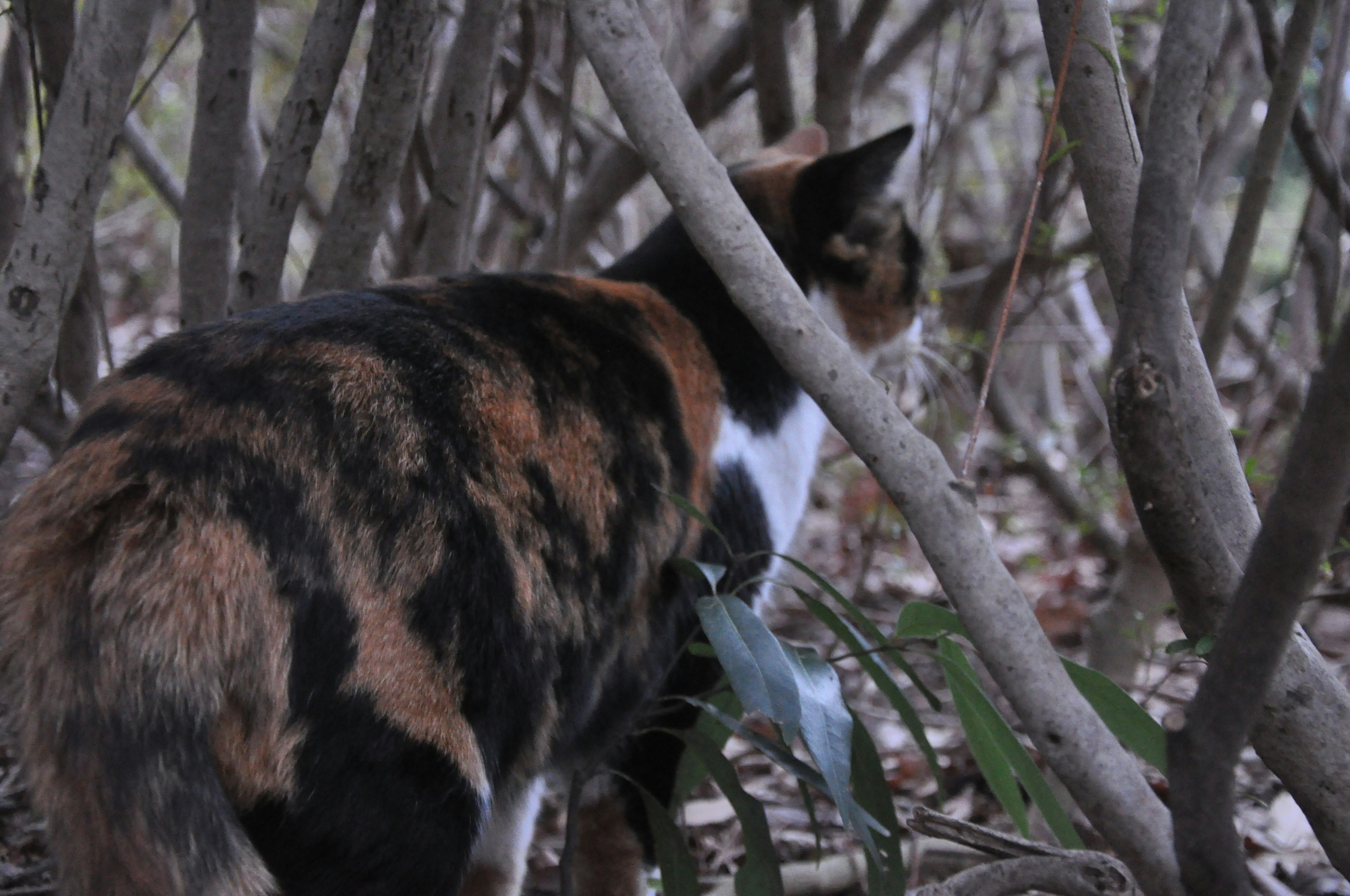 Pemandangan belakang kucing calico di antara cabang