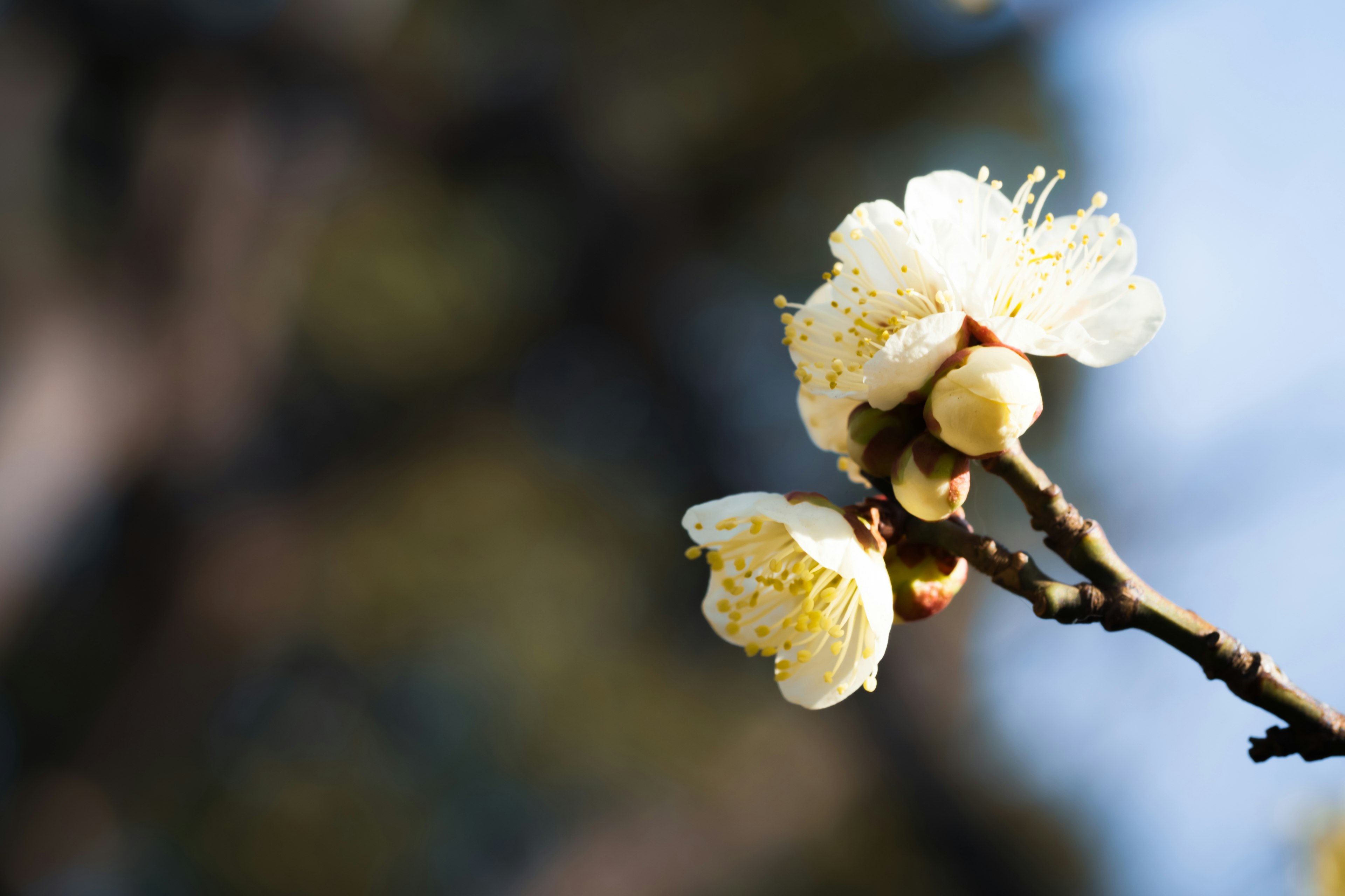 Primo piano di un ramo con fiori bianchi in fiore