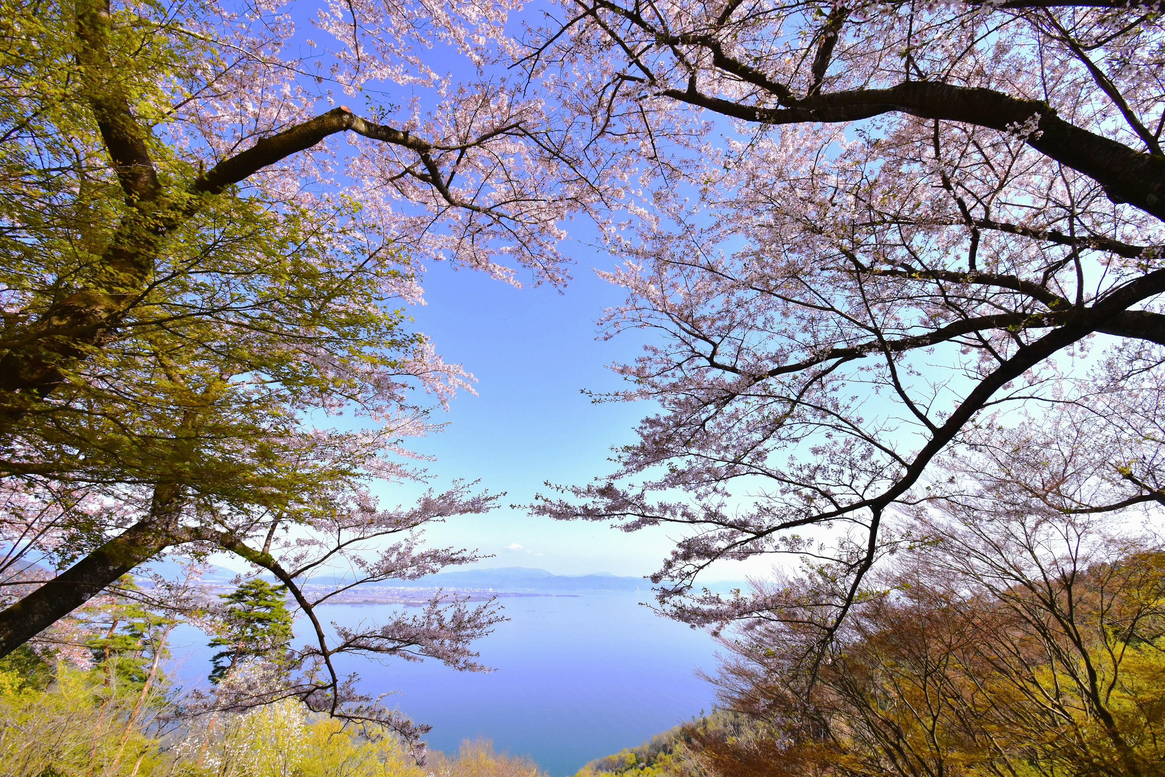 Hermosa vista de cerezos en flor y un lago azul