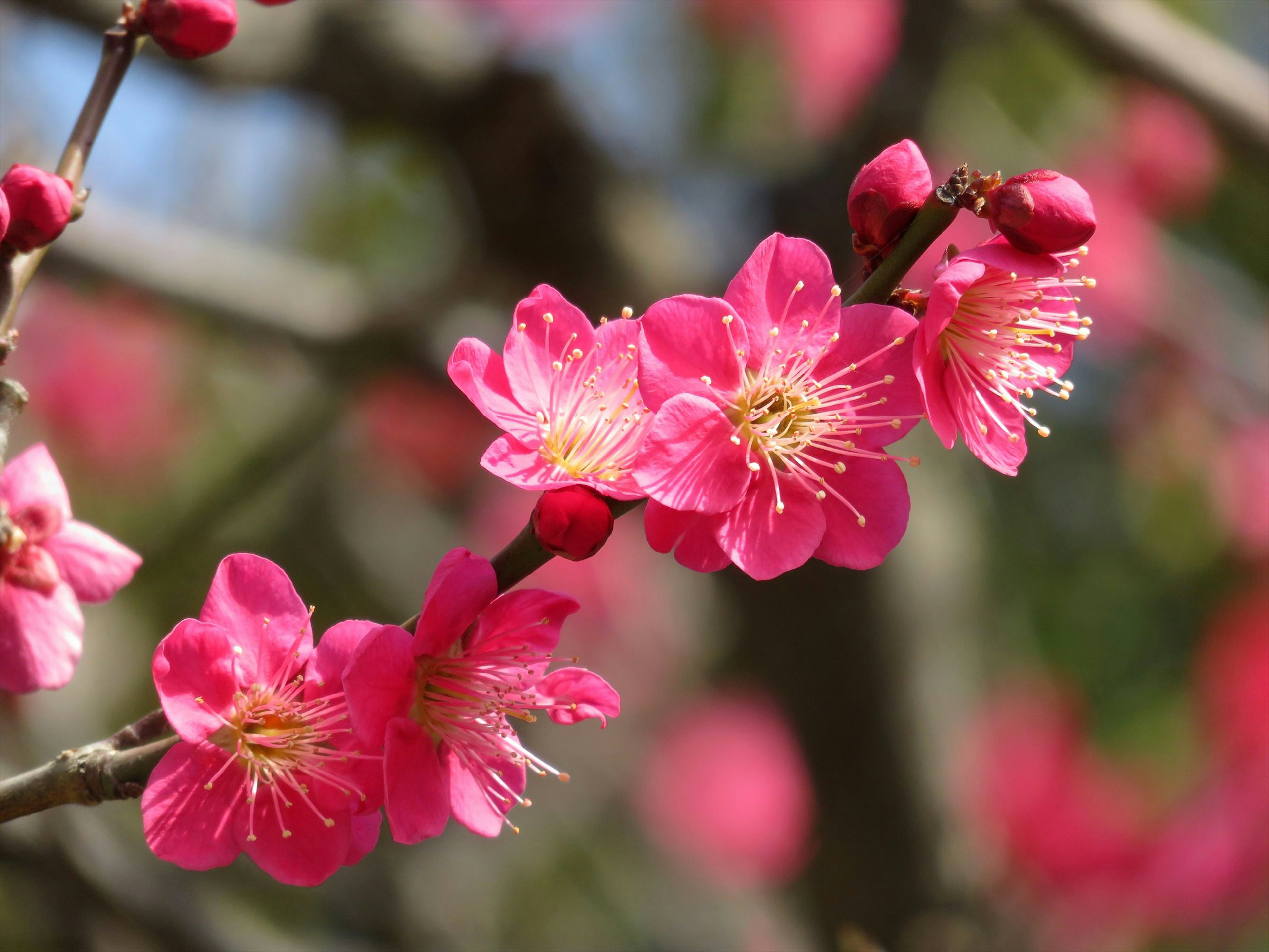 Close-up bunga pink cerah yang mekar di cabang