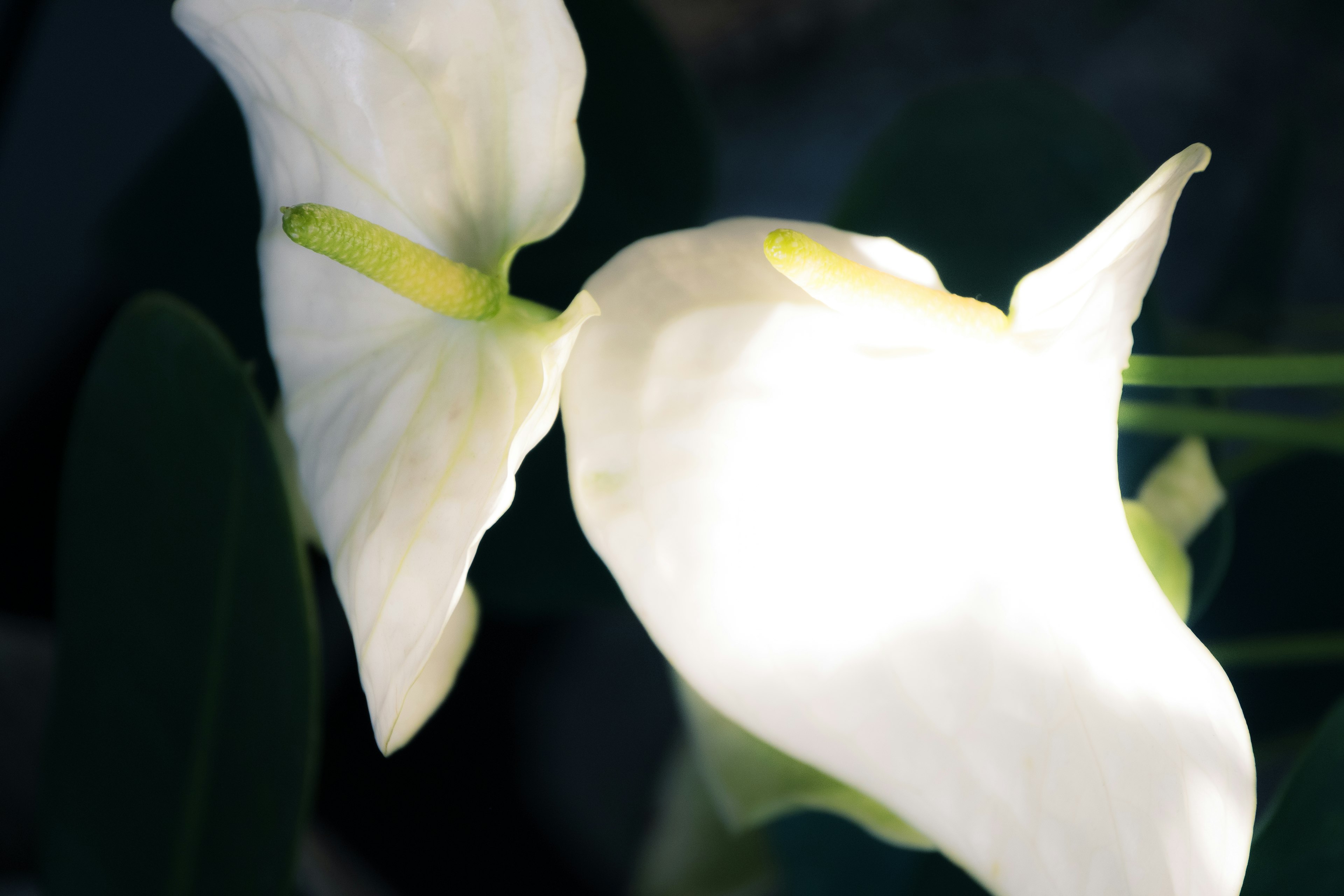 Dos flores de cala blancas iluminadas maravillosamente