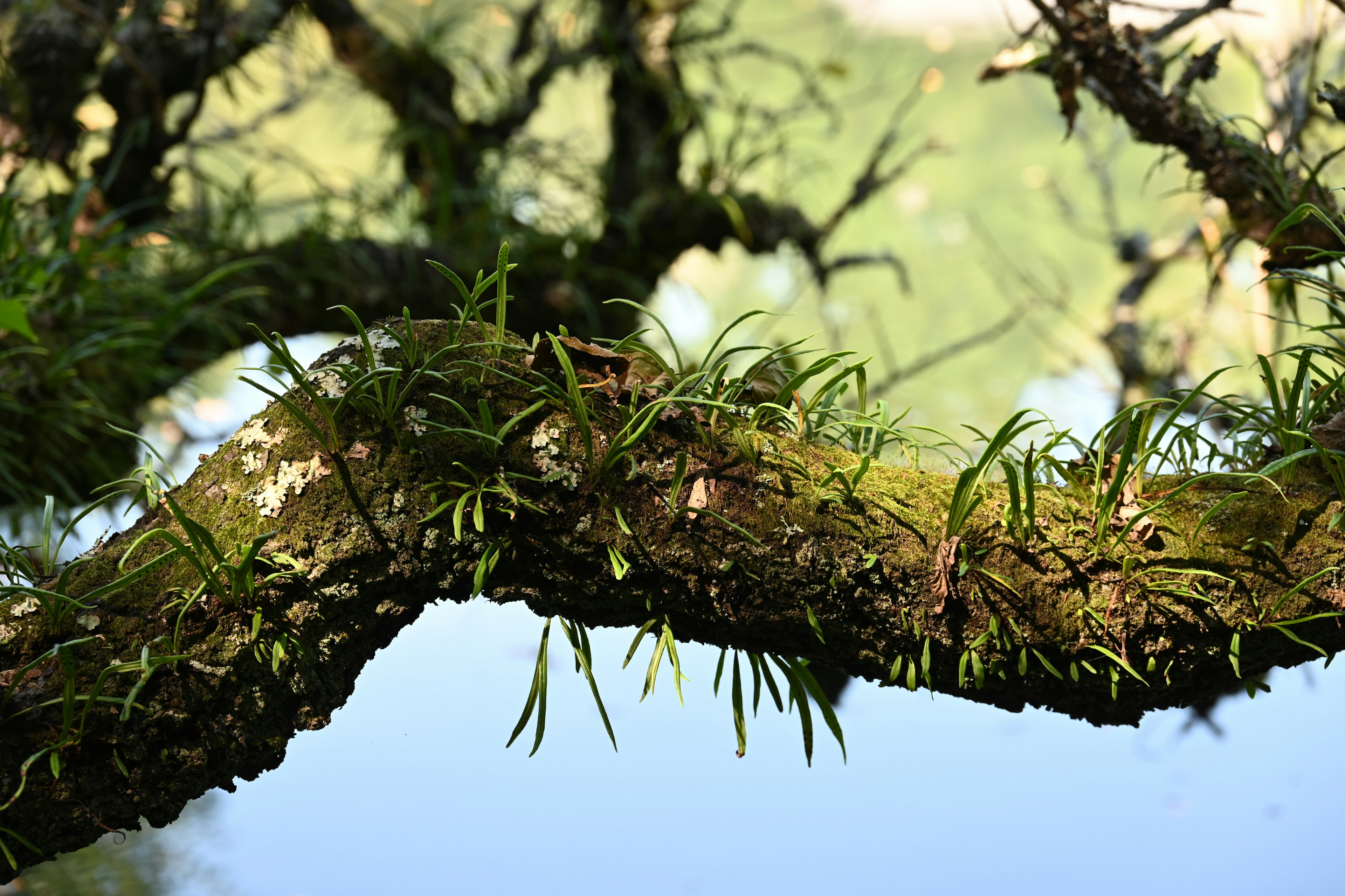 Close-up of a moss-covered tree branch near a tranquil lake