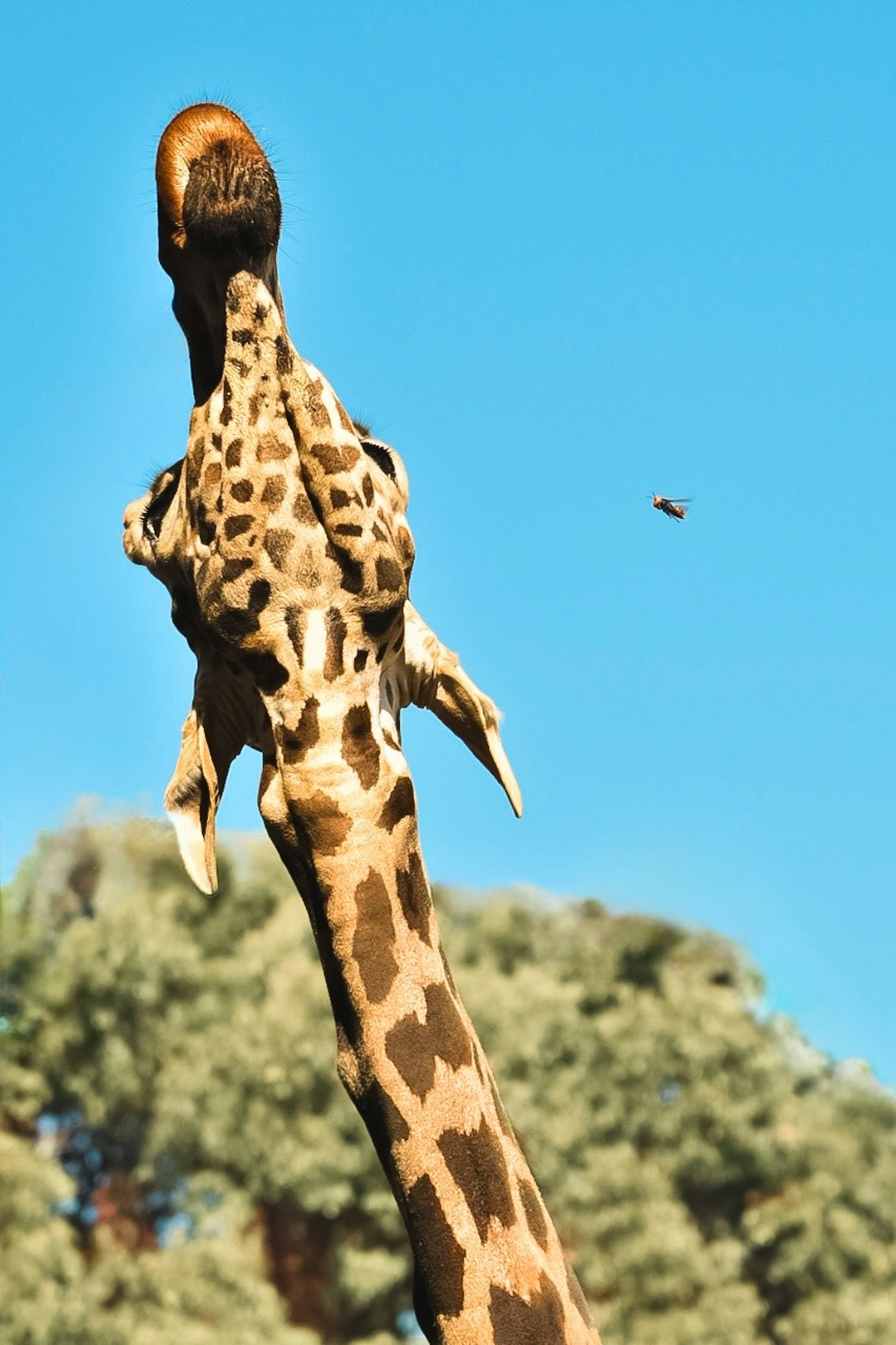 Giraffe with its neck raised against a blue sky