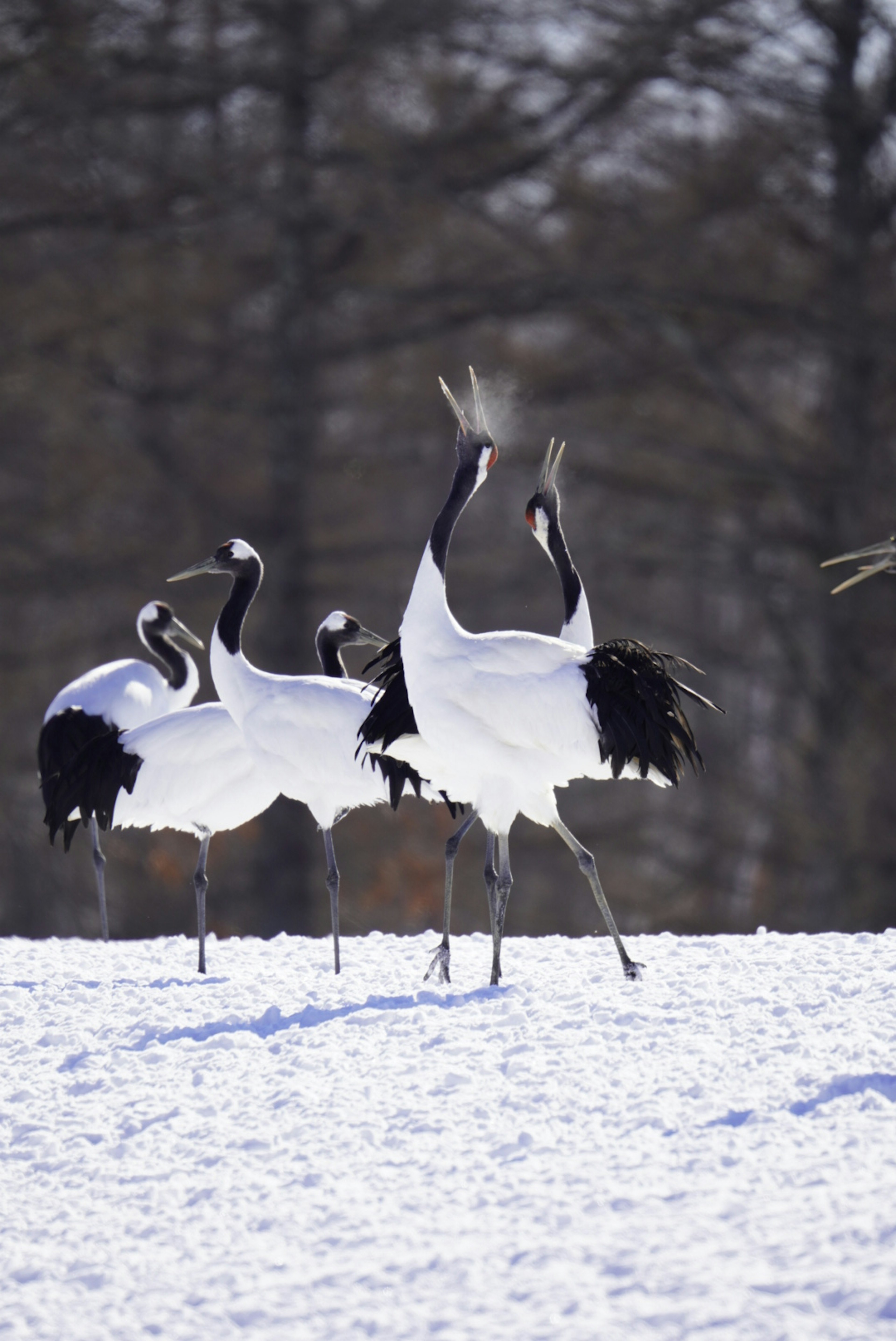 A group of beautiful red-crowned cranes dancing on the snow