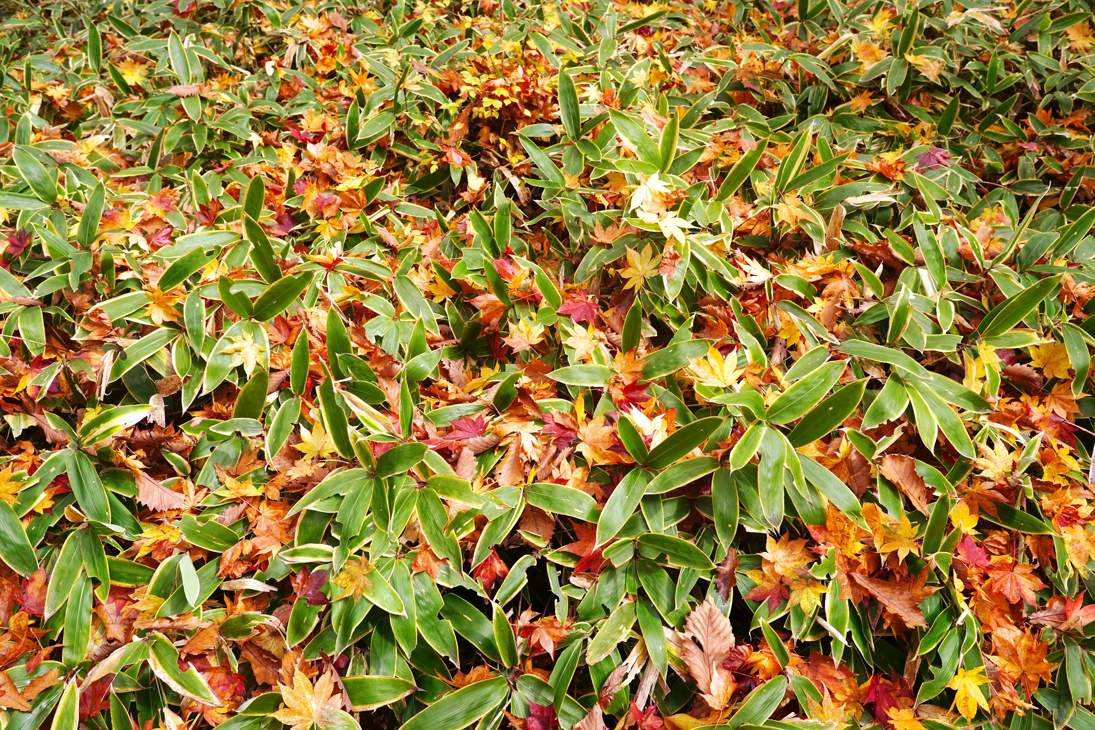 Paisaje de otoño con hojas verdes mezcladas con hojas caídas rojas y naranjas