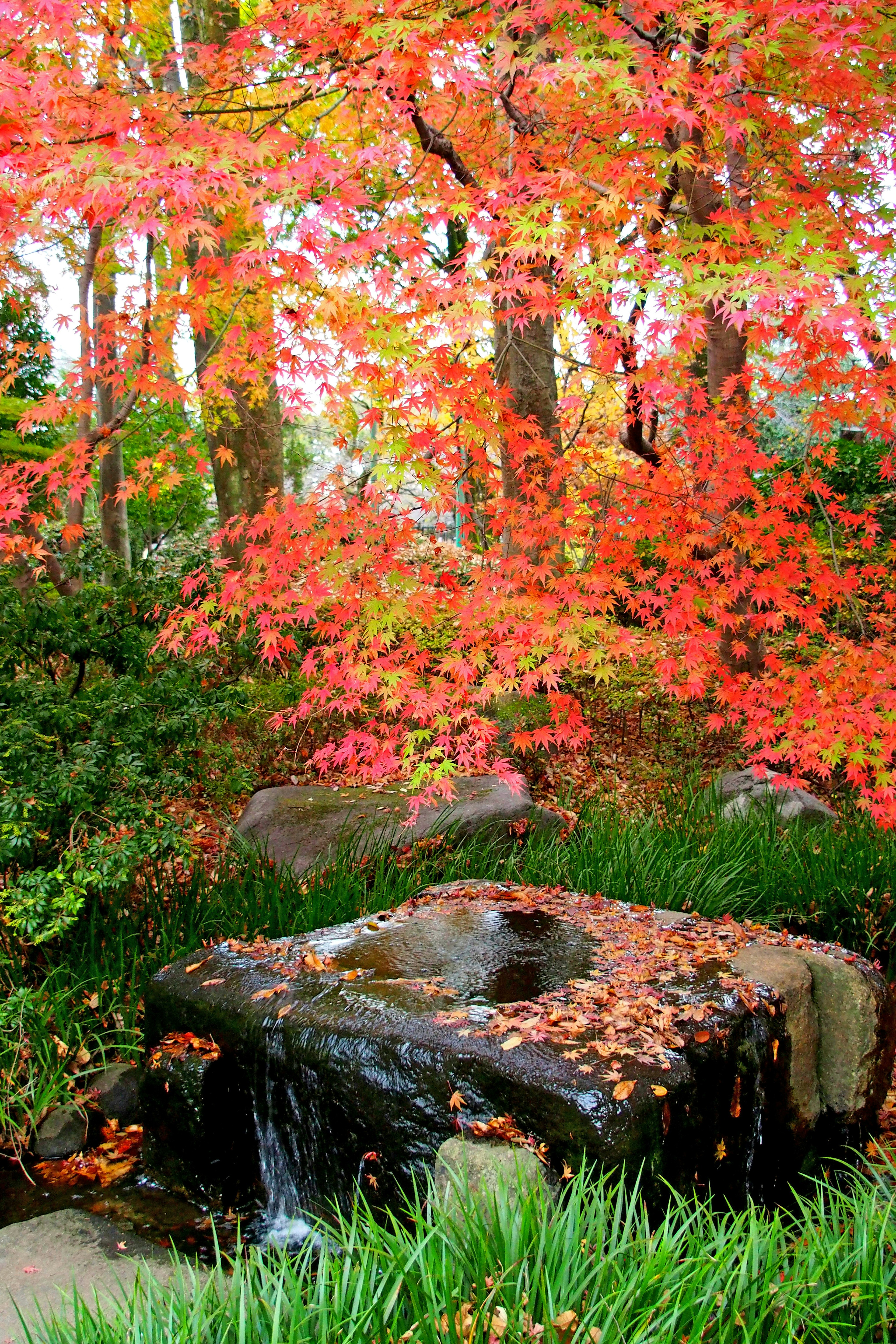 Malersicher Parkblick mit lebhaften Herbstblättern Steinbecken und fließendem Wasser