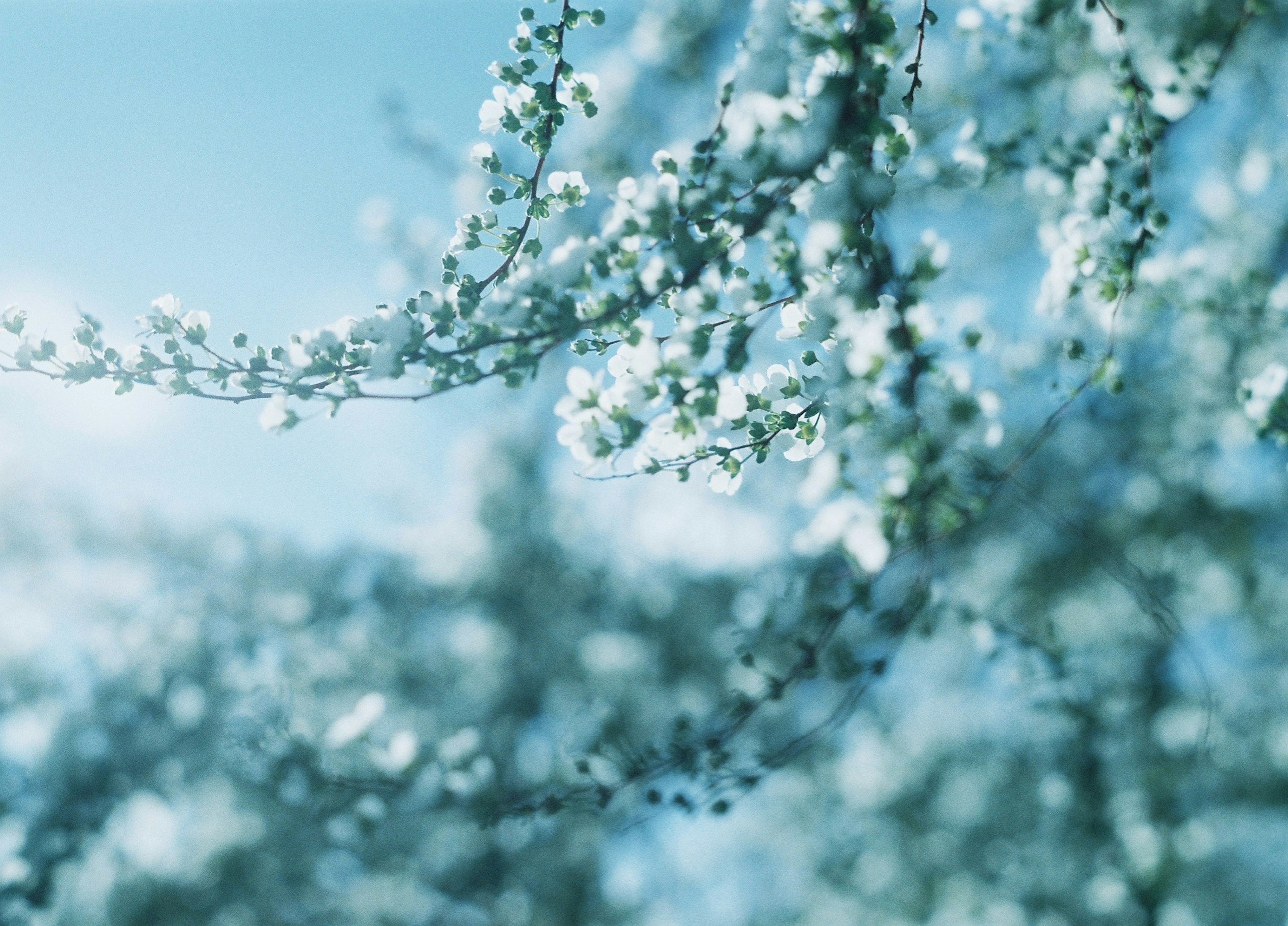 Primo piano di delicate fiori bianchi contro un cielo azzurro