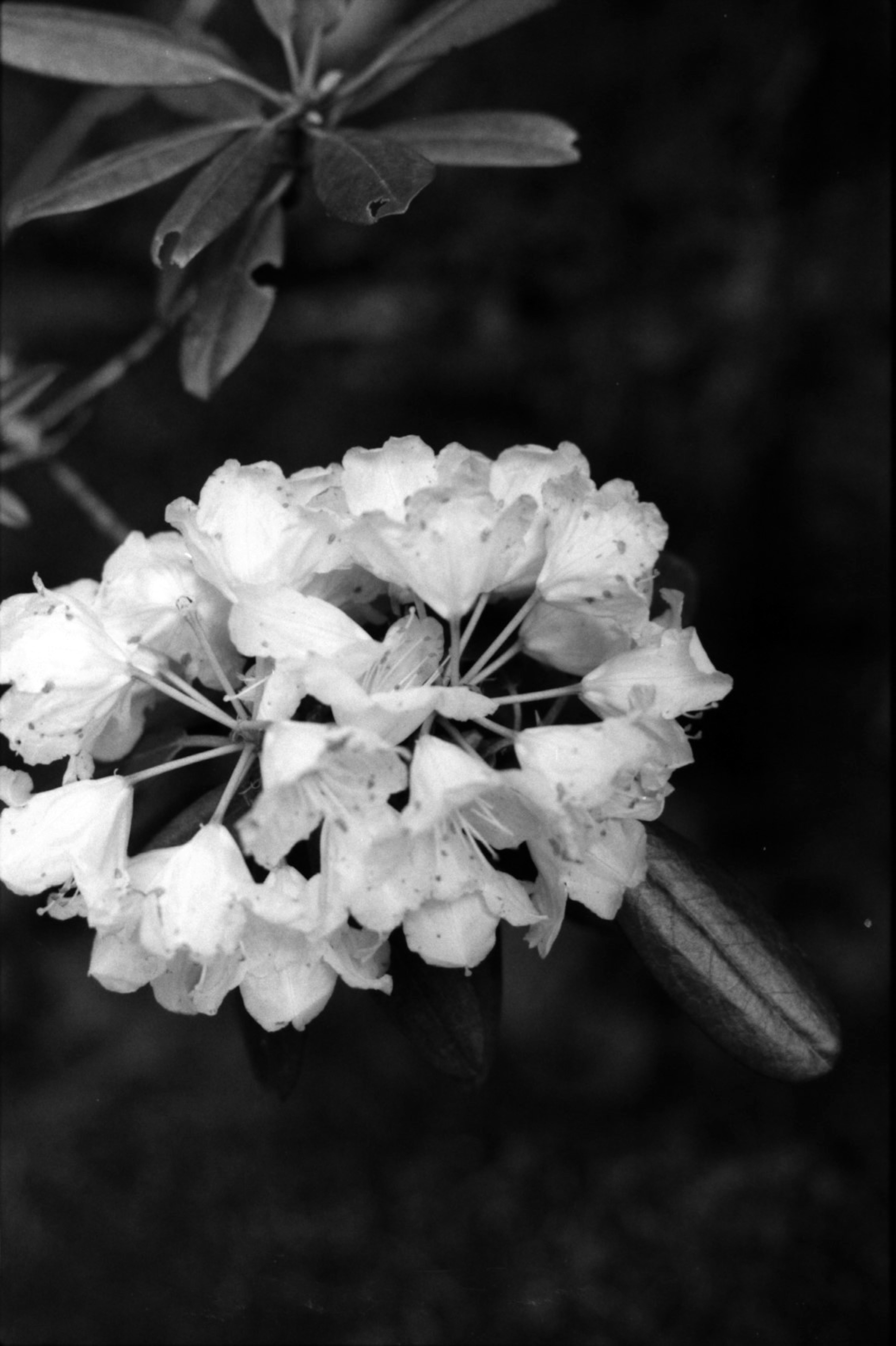 Close-up of a flowering plant with white blossoms