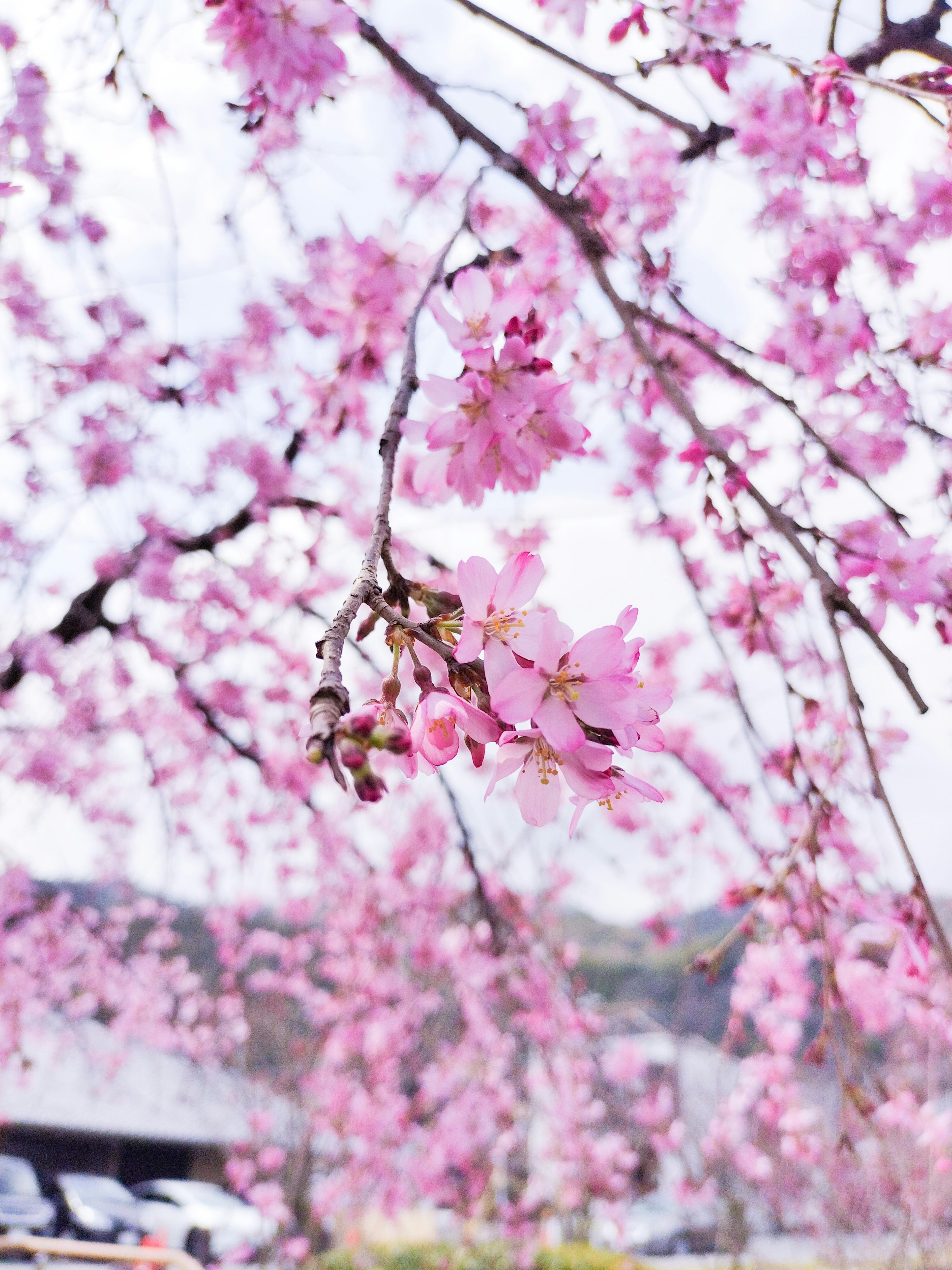 Kedekatan cabang bunga sakura dengan bunga pink yang halus