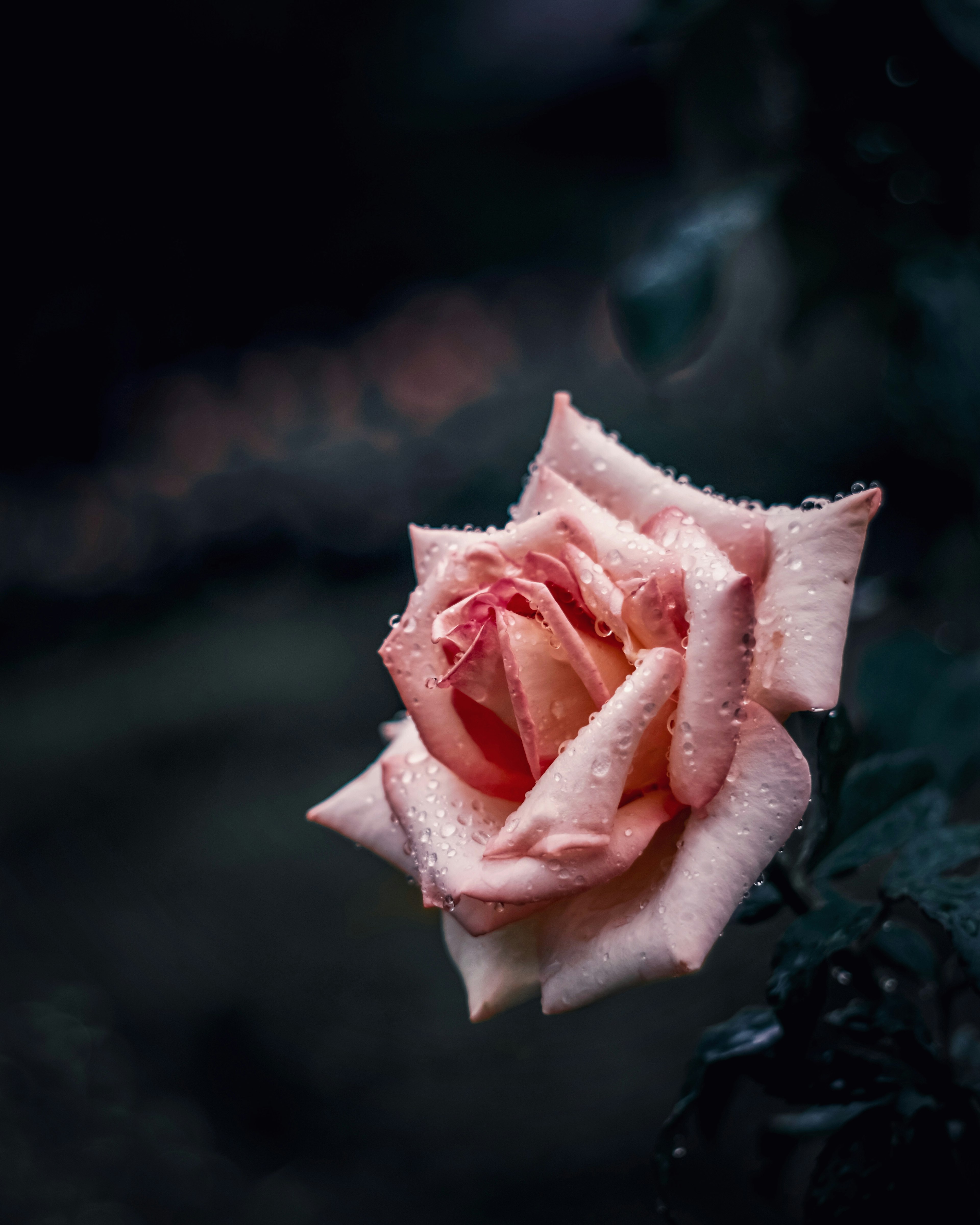 Eine schöne rosa Rose mit Wassertropfen auf ihren Blütenblättern