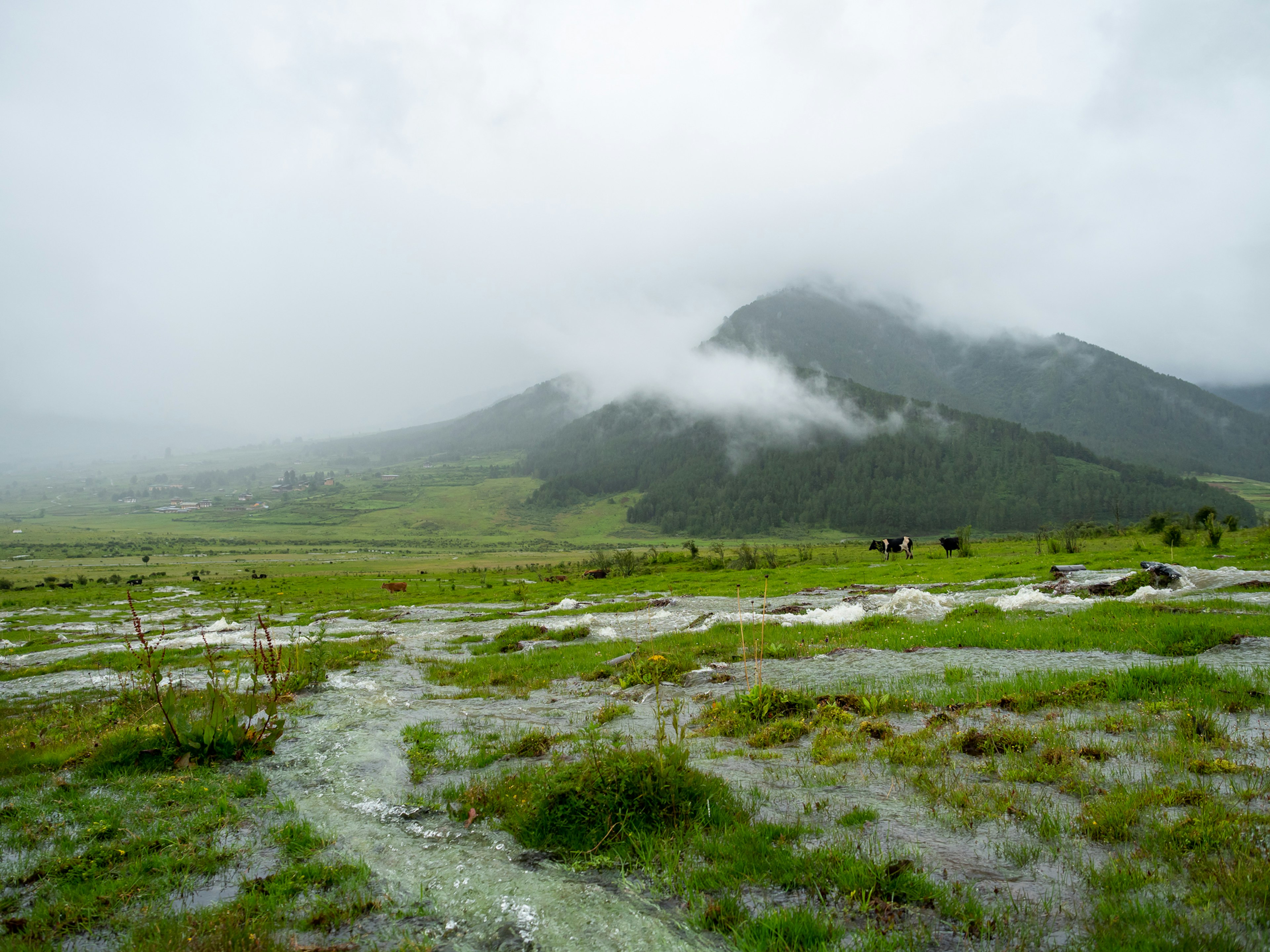 霧に包まれた山と緑の草原の景色